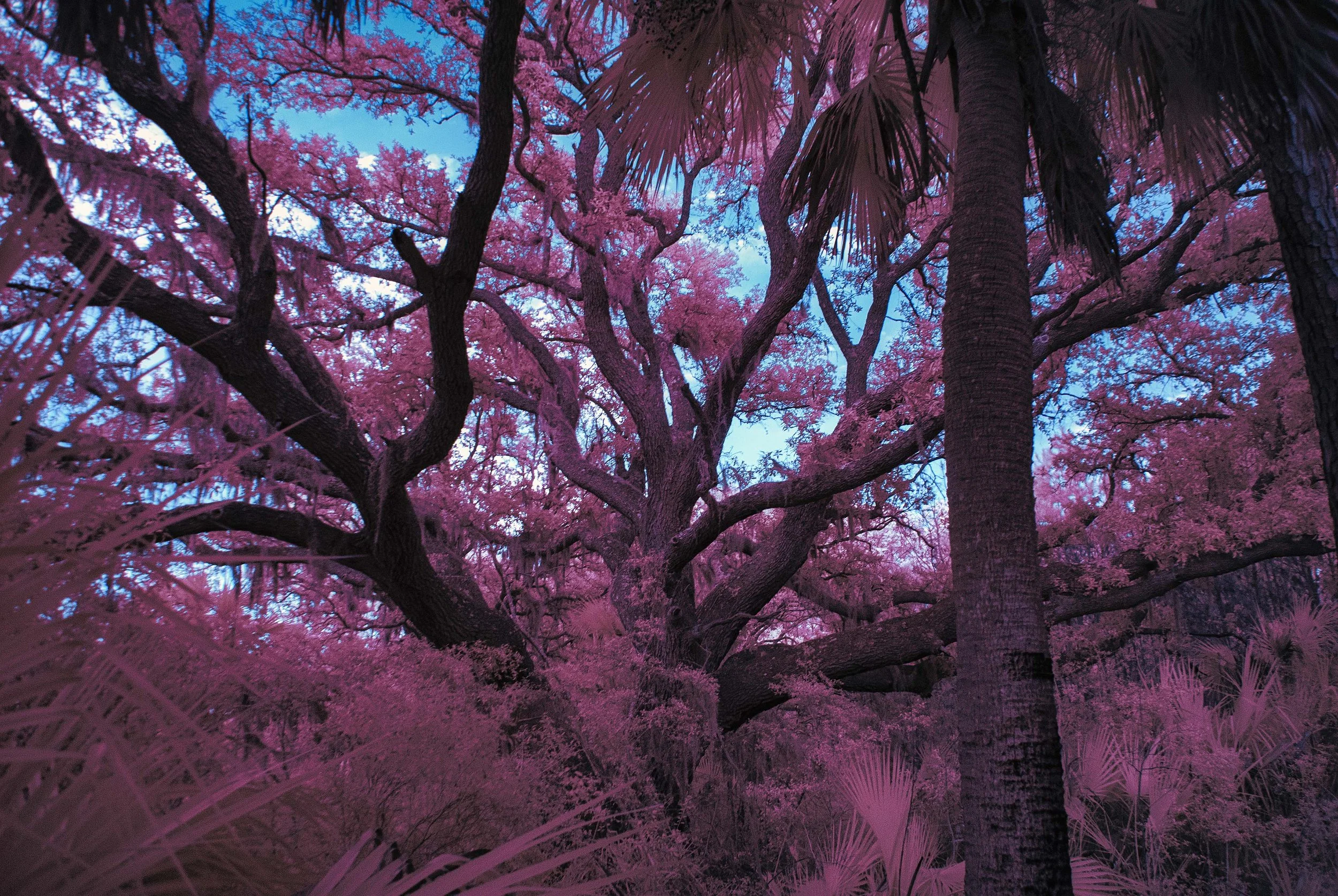 CarnationHIddenOak.jpg