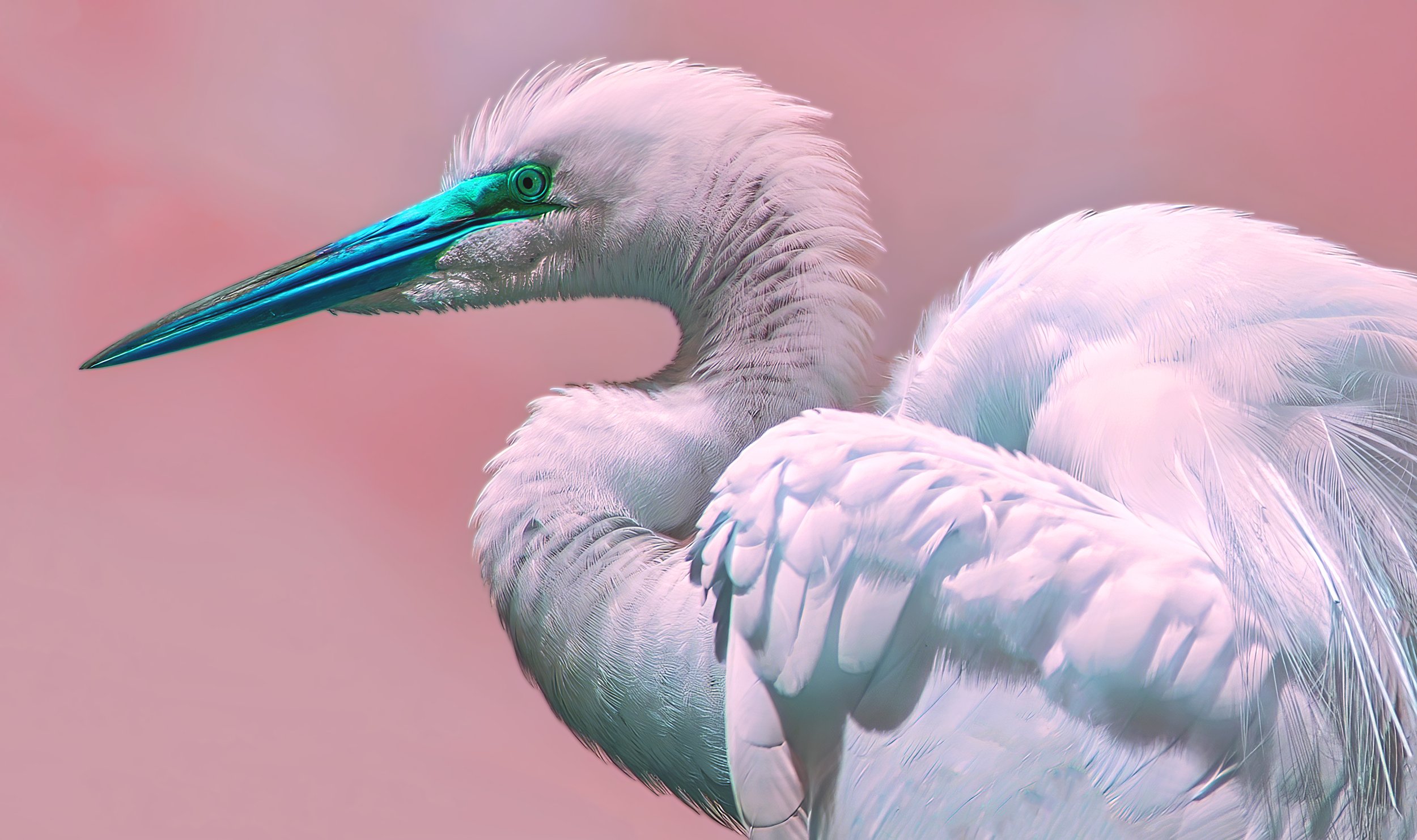 Egret IR PinkGreen copy.jpg