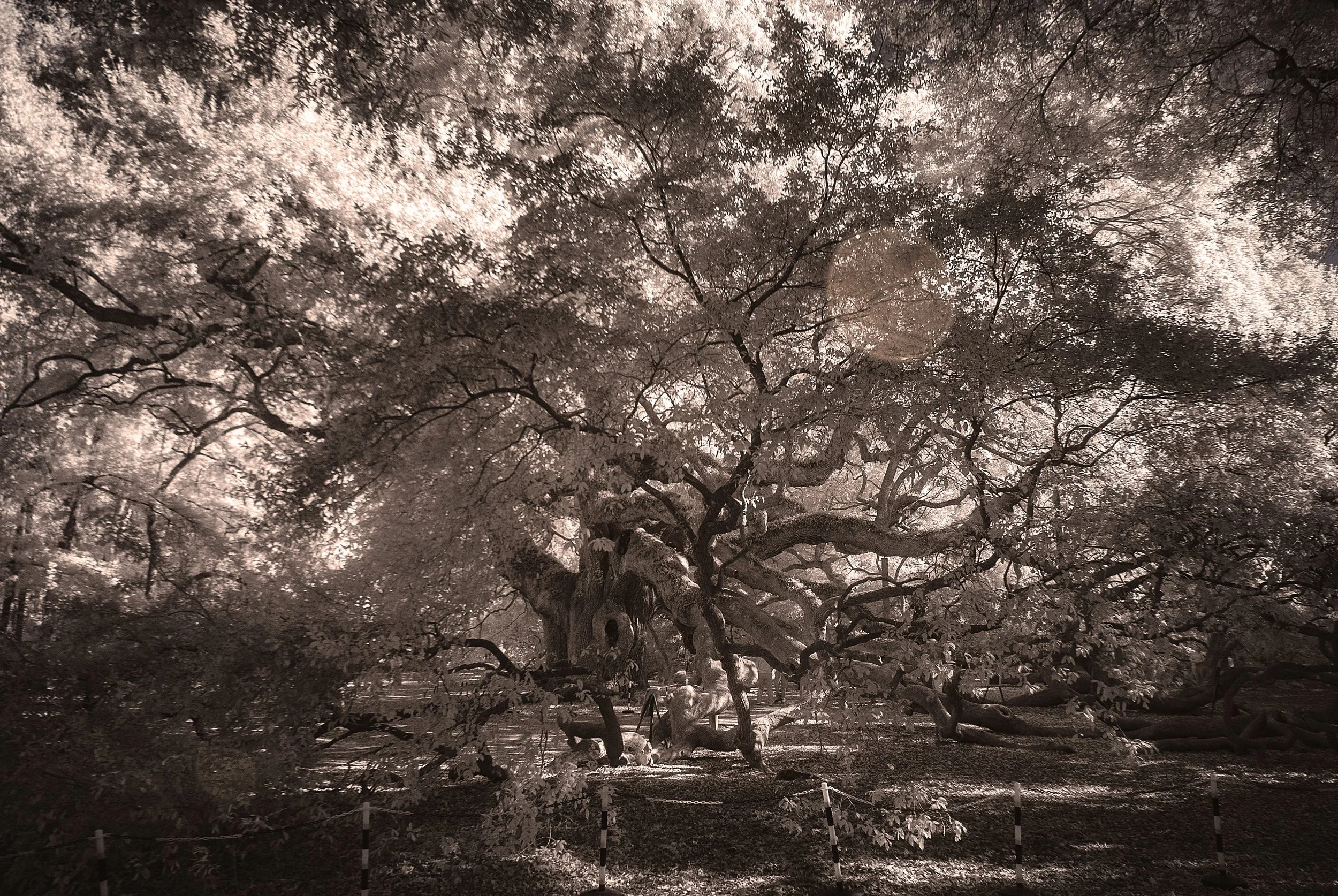 Angel Oak Entrance View IR copy.jpg