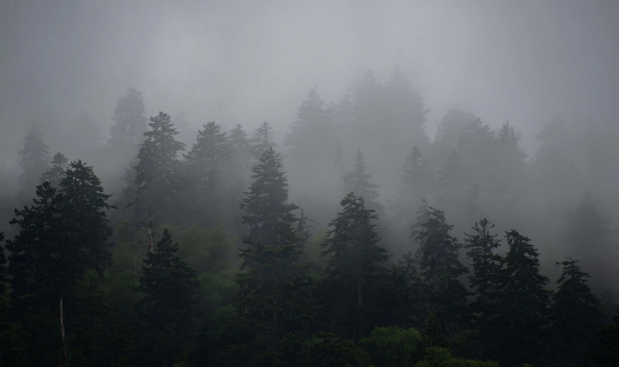 Misty Forest.jpg