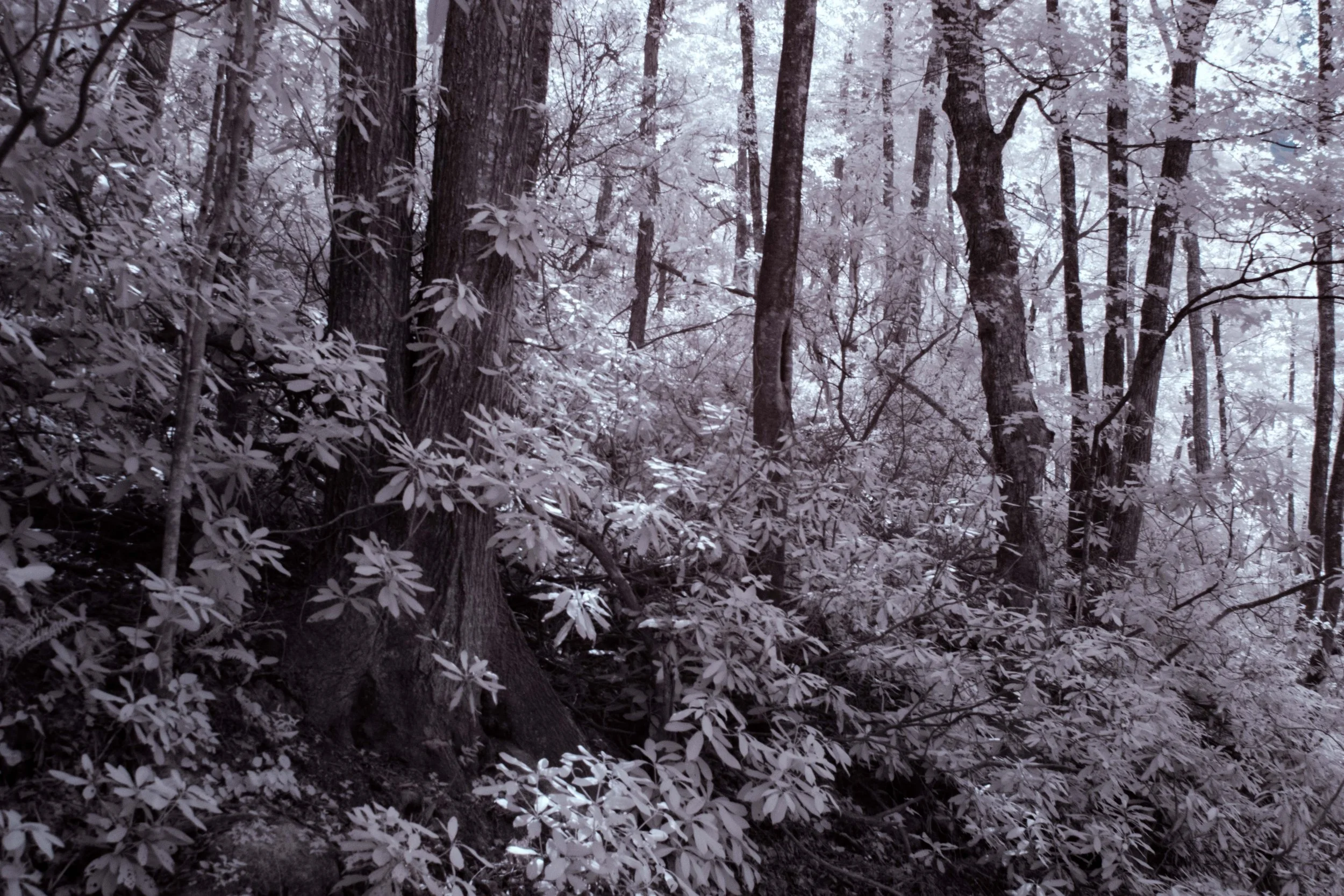 Trees and Rodendedrons IR path 1.jpg