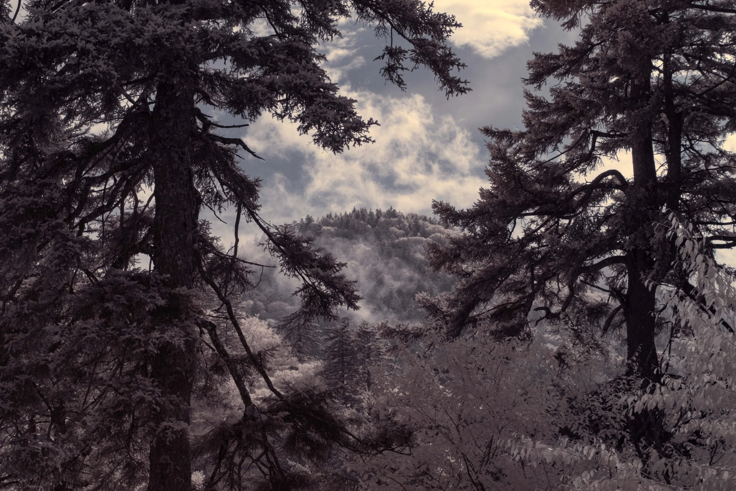 Rising Fog IR.jpg