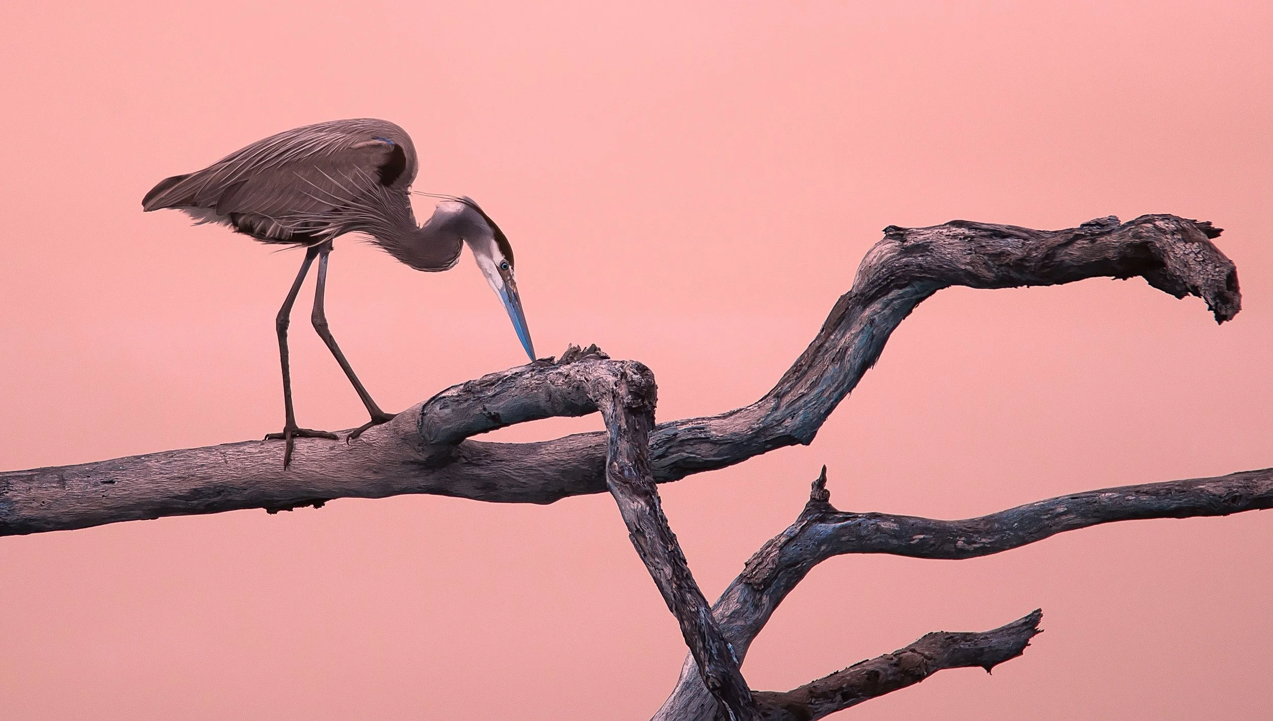 Heron IR-studio copy.jpg