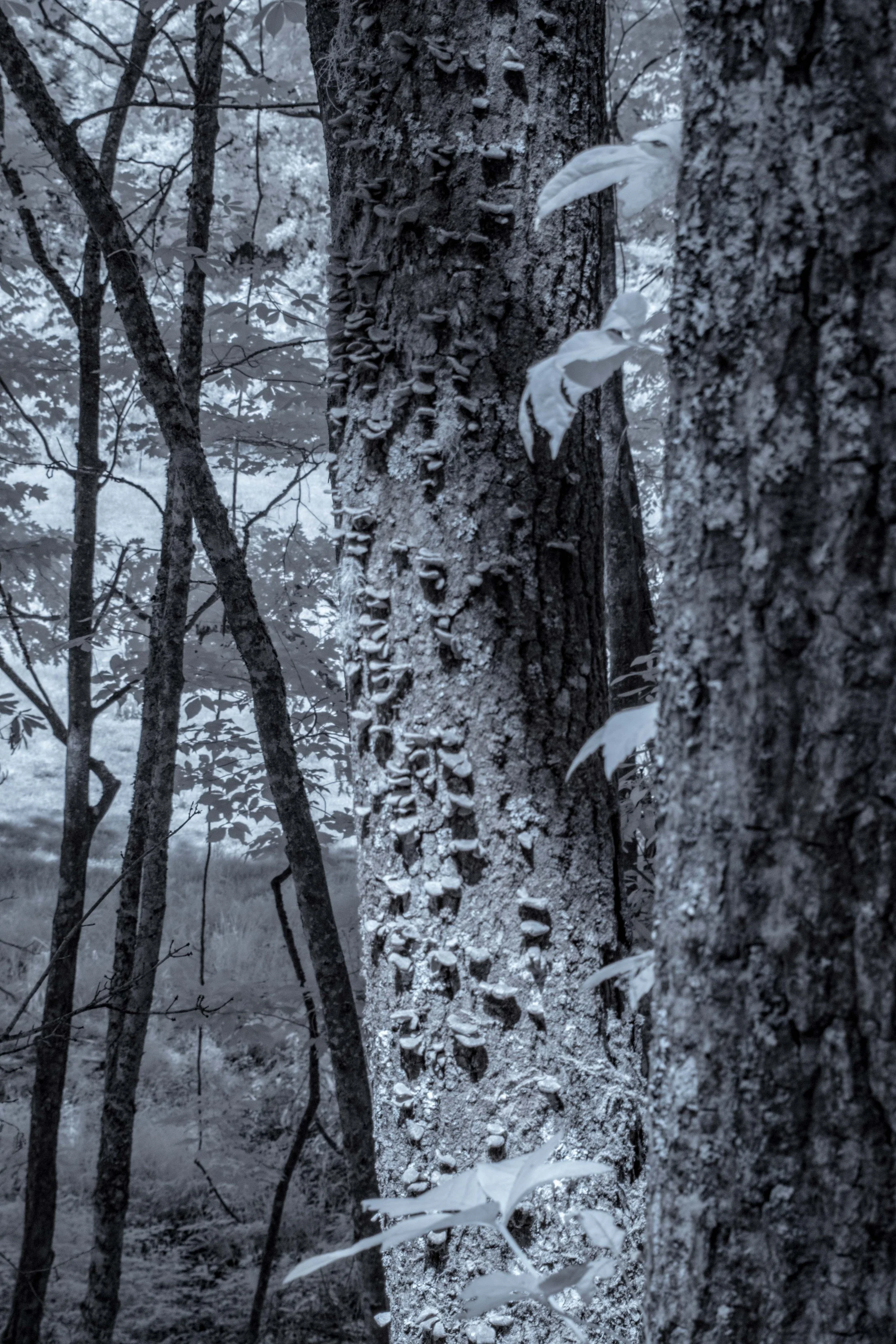 Mushrooms on Side of Tree at path  IR.jpg