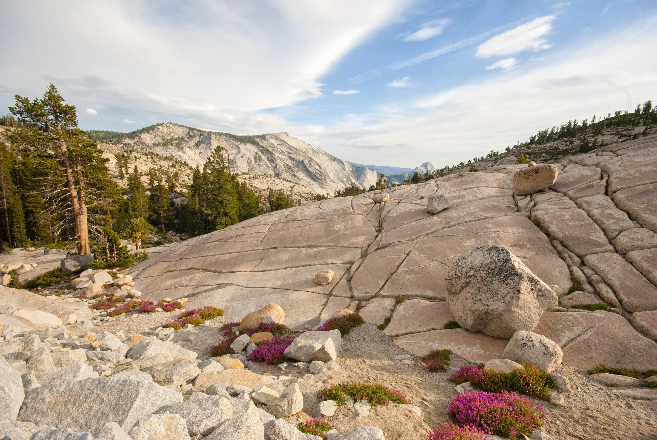 YosemiteOLOverlookHillflowers.jpg