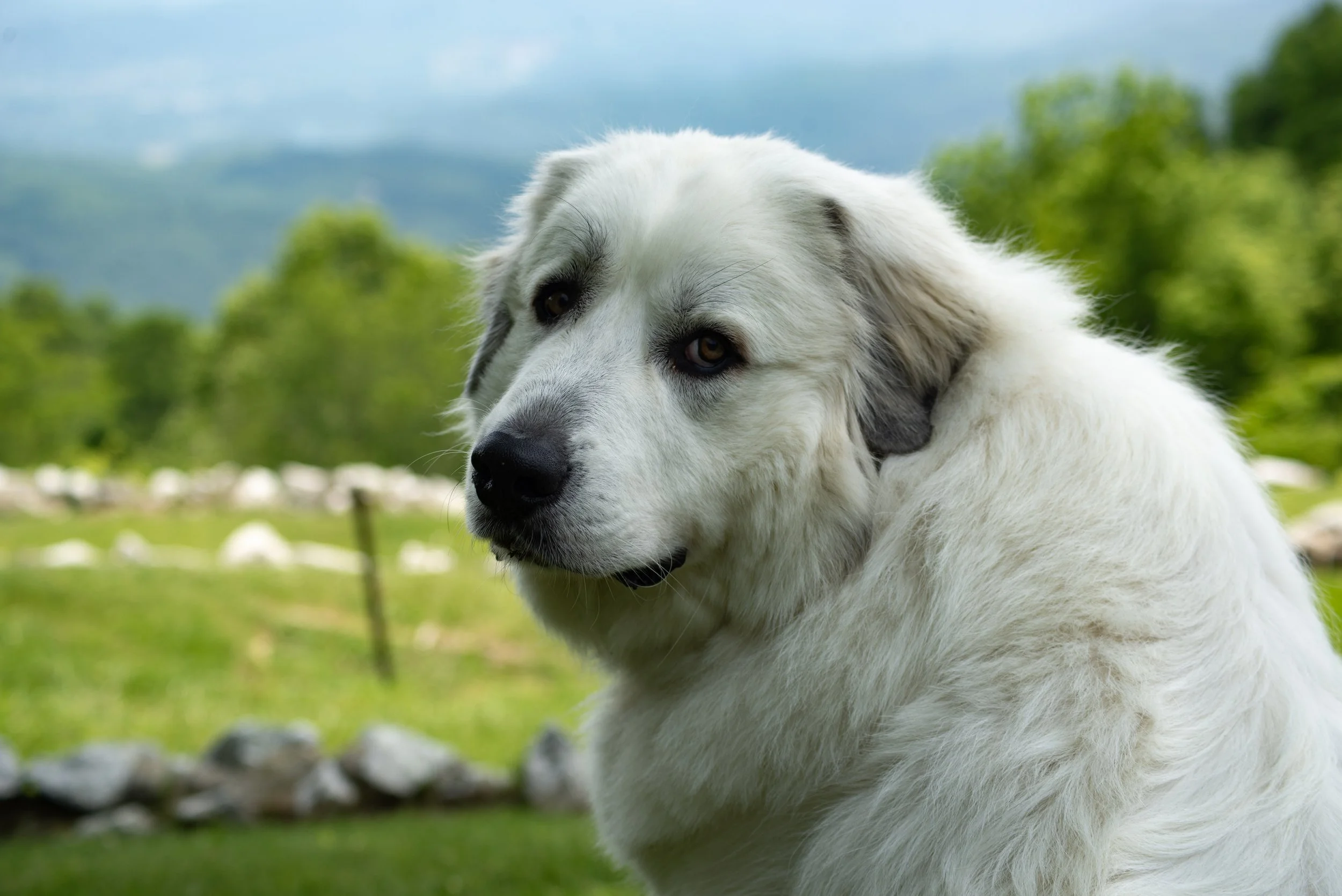 Merlin Swissvillage copy.jpg