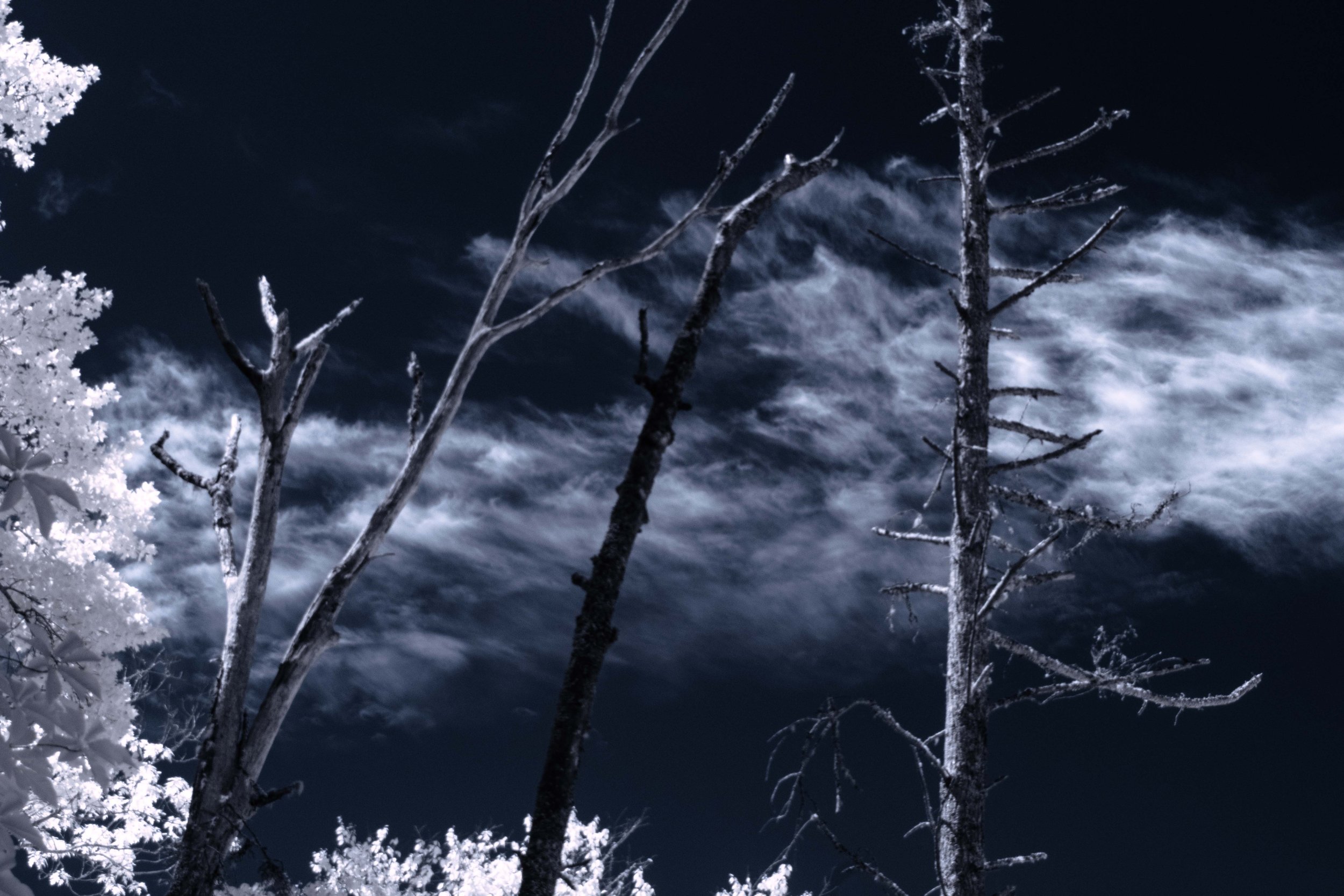 3 Dead trees with clouds.jpg