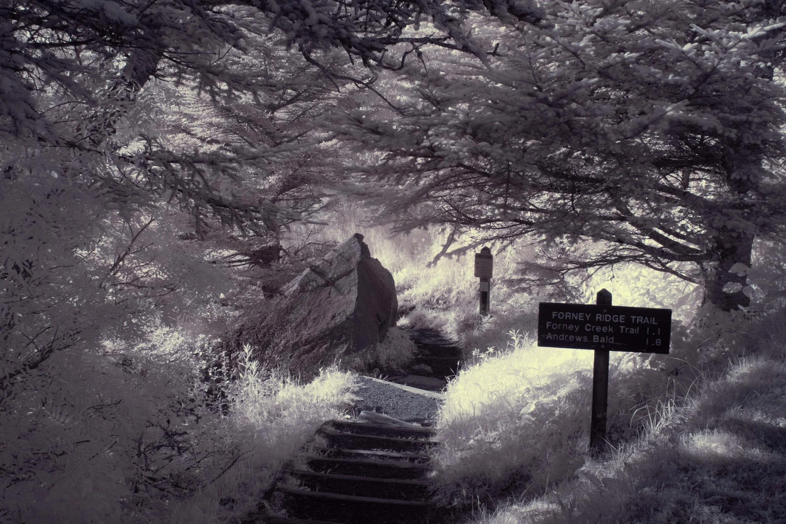 forney ridge trail.jpg