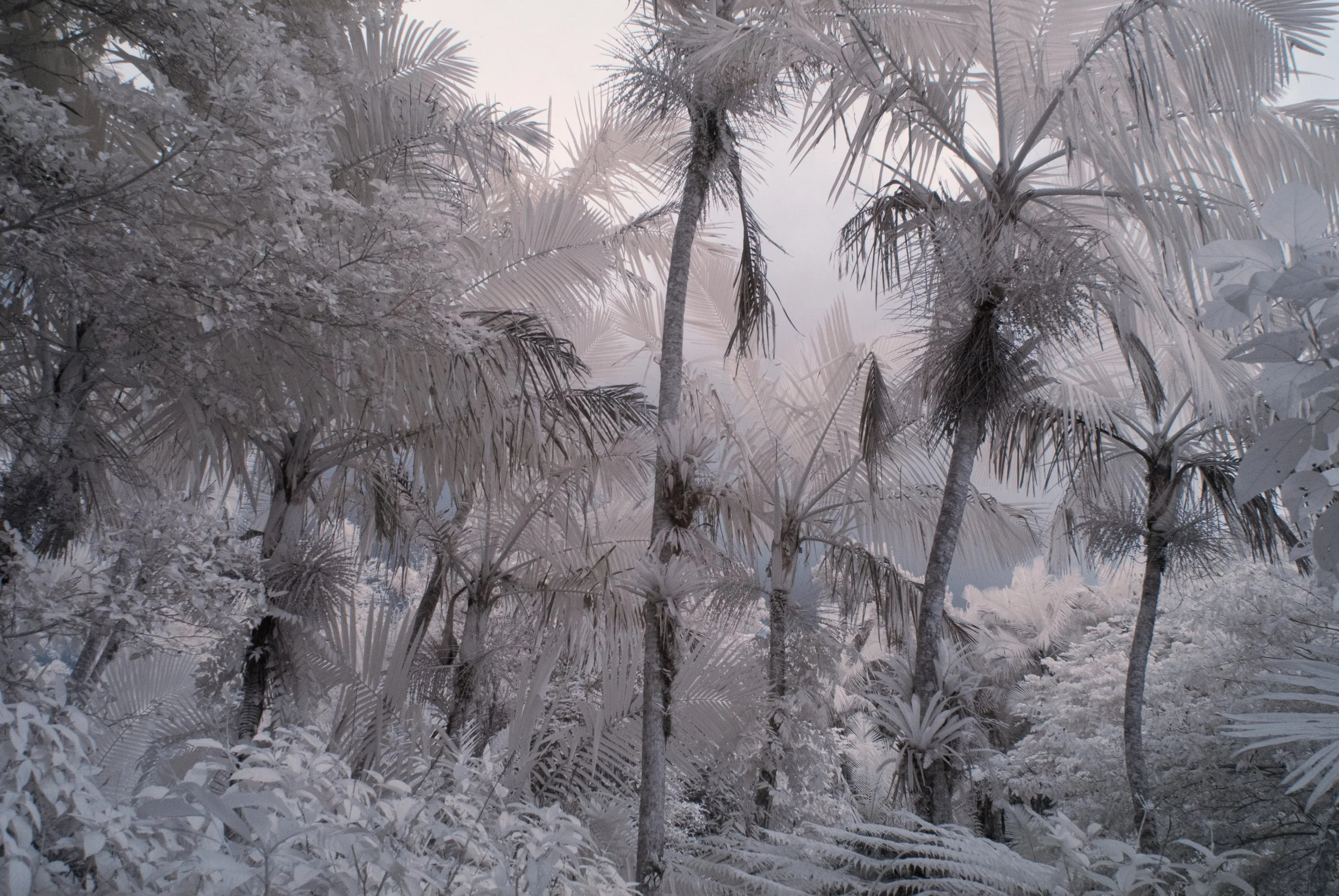 El Yunque Forest IR copy.jpg