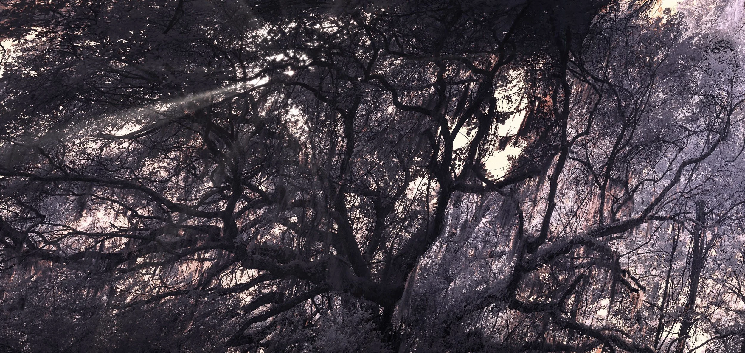 HIddenOakPurpleRays Small copy.jpg