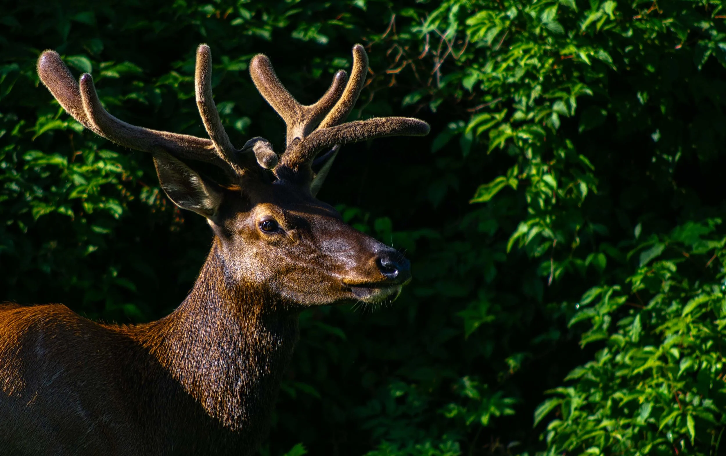 Elk 1.jpg