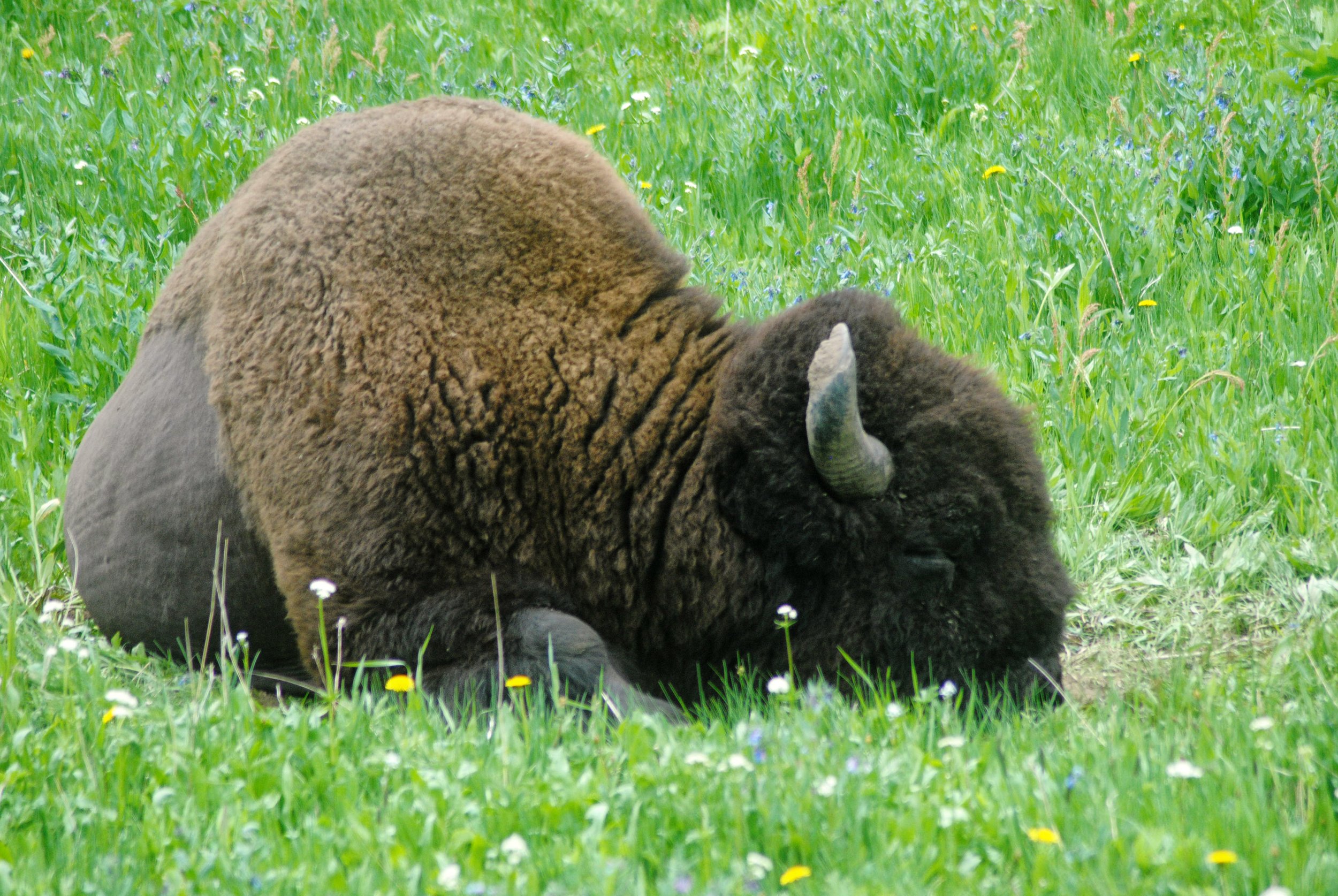 YellowstoneSleepingBuffalo.jpg