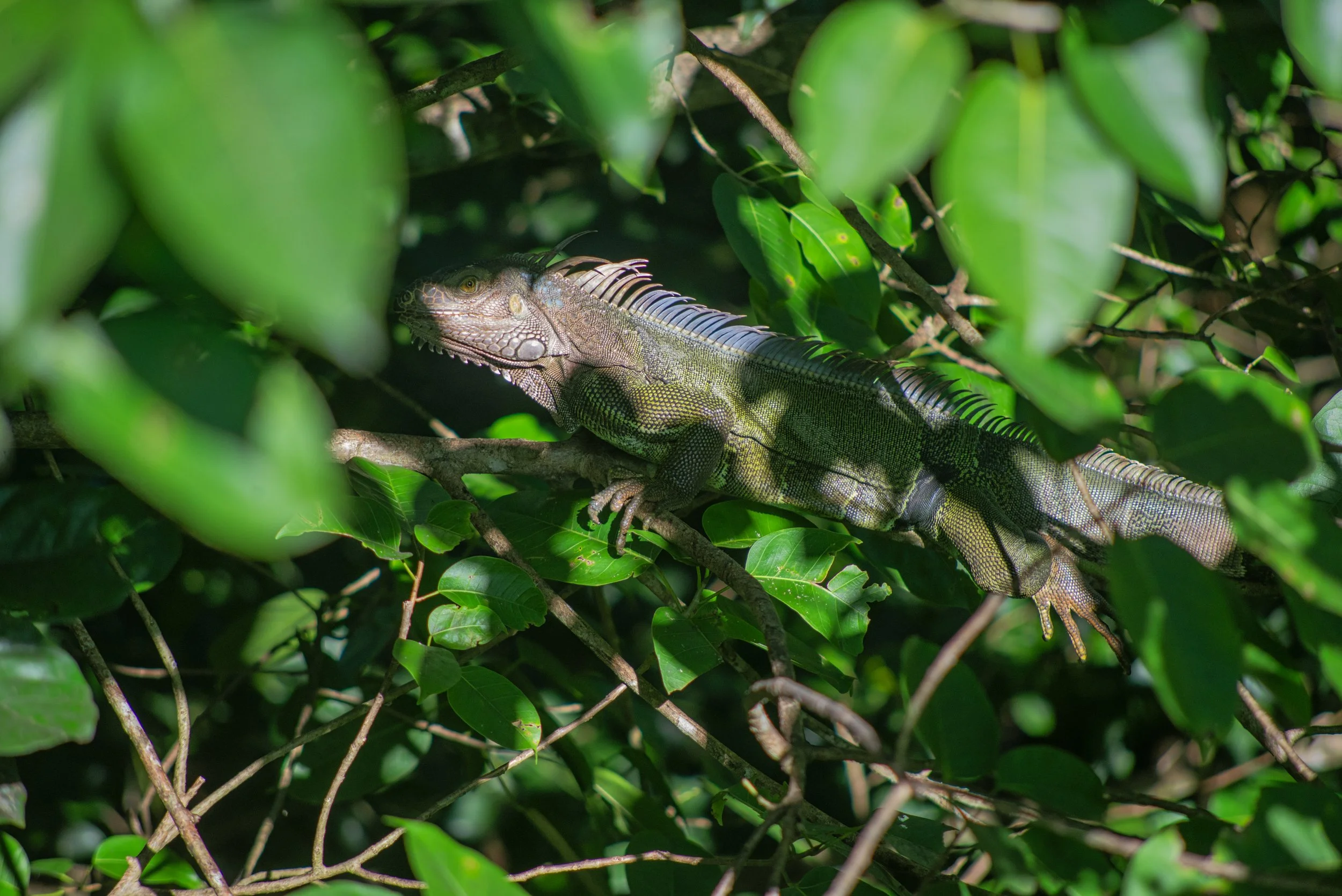 Iguanatree copy.jpg