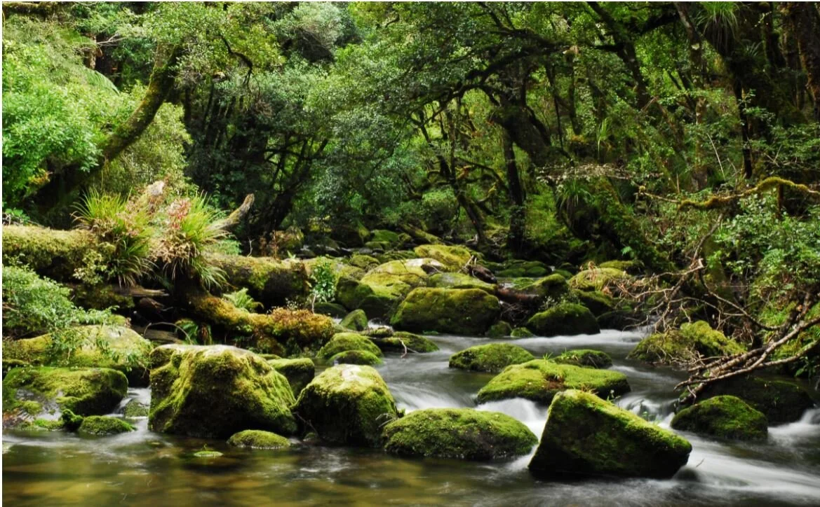 Aotearoa / New Zealand 