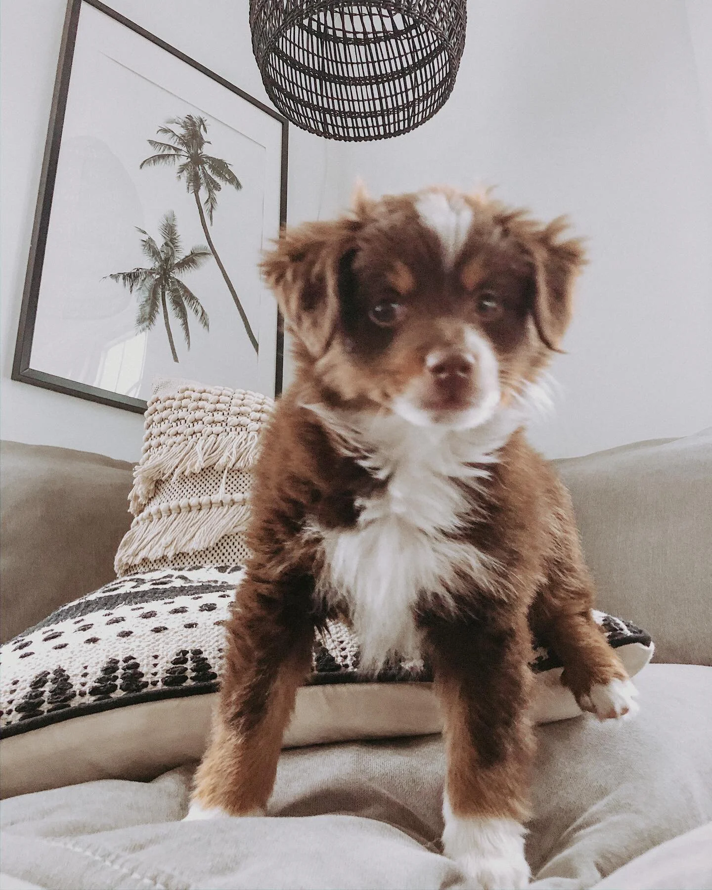 Mondays with Milo 🤍
.
.
.
.
.
#dogsofinstagram #doglovers #puppylove #love #instagood #instadaily #milothebrave #monday #quarantine