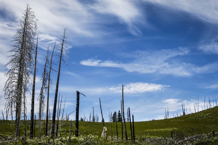 Where the Buffalo Roam