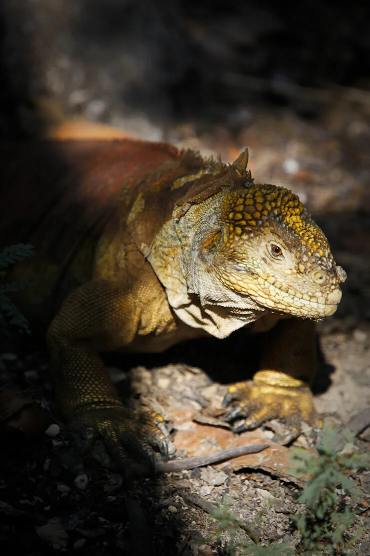 Where animals roam free - Galapagos