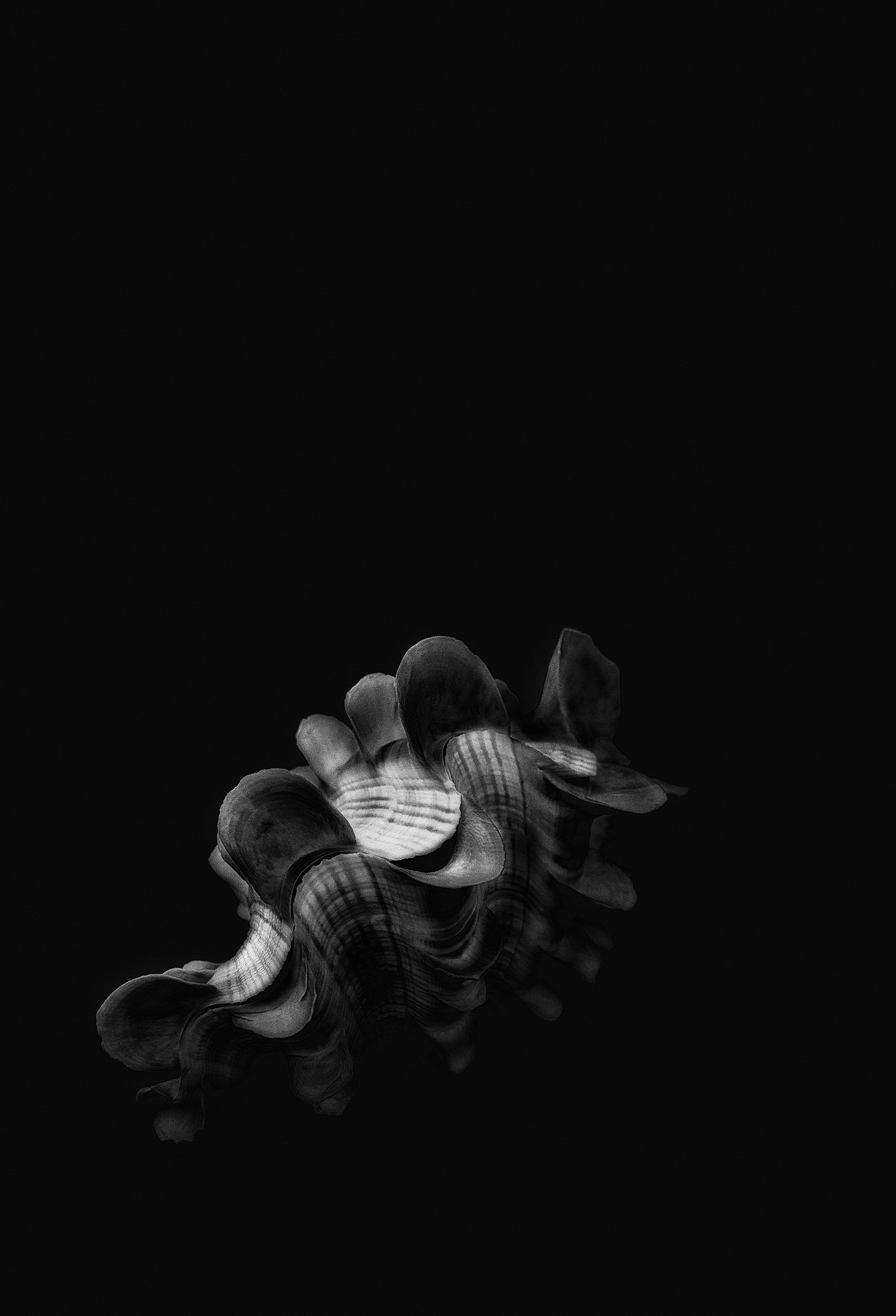 CLAM