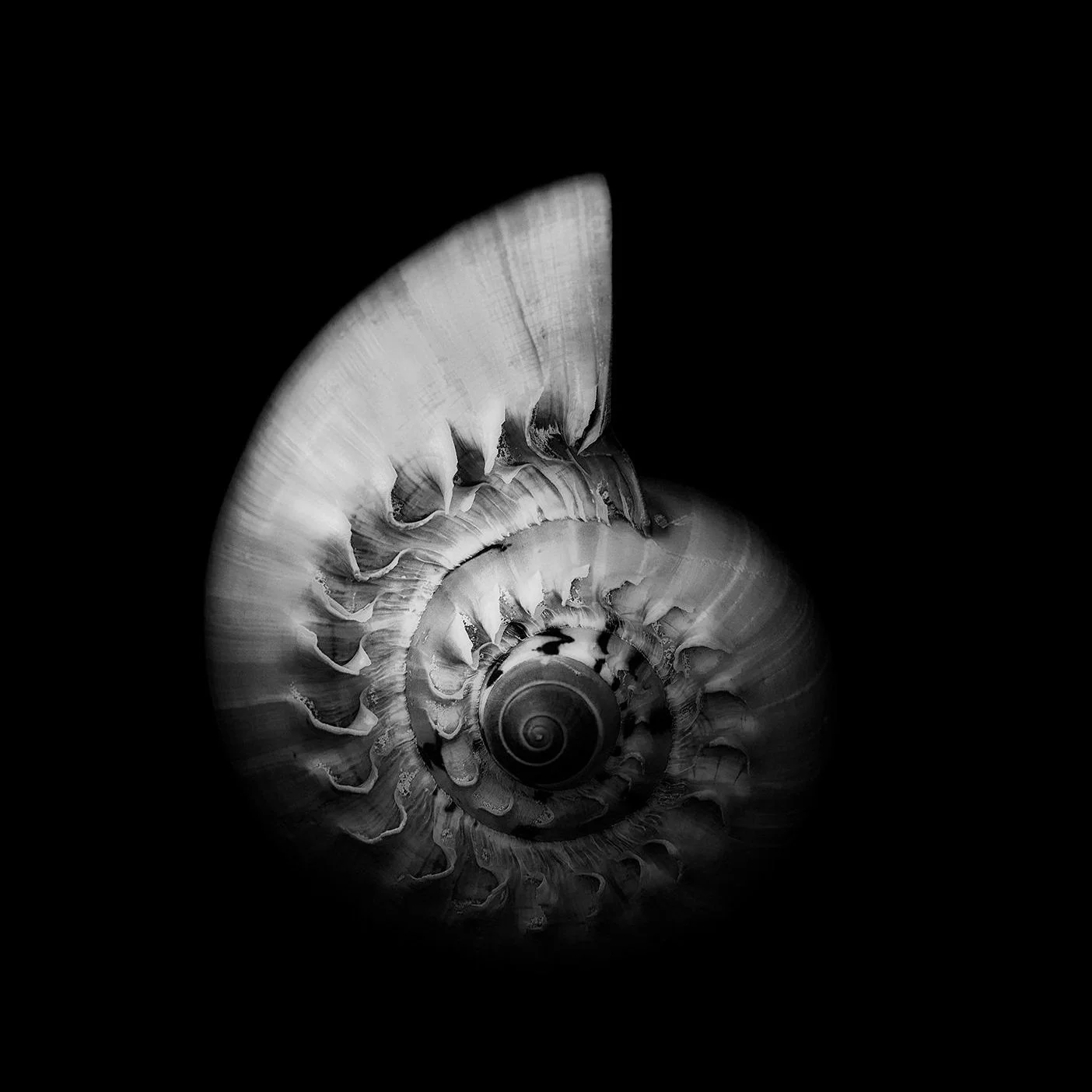 THE BEAUTY BELOW