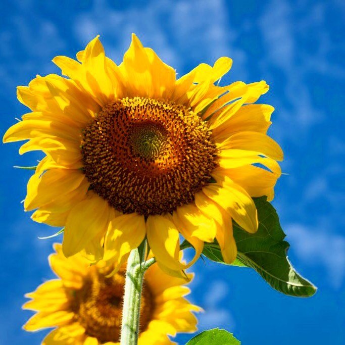 🌻 PYO Sunflowers 🌻

Back to Balgone, the sunnies will be making a swift return 🫡 After 2021&rsquo;s success, we are going bigger and better this time round to try raise more for charity. More info on that to follow!

The game plan👇🏼

❤️ Raising 