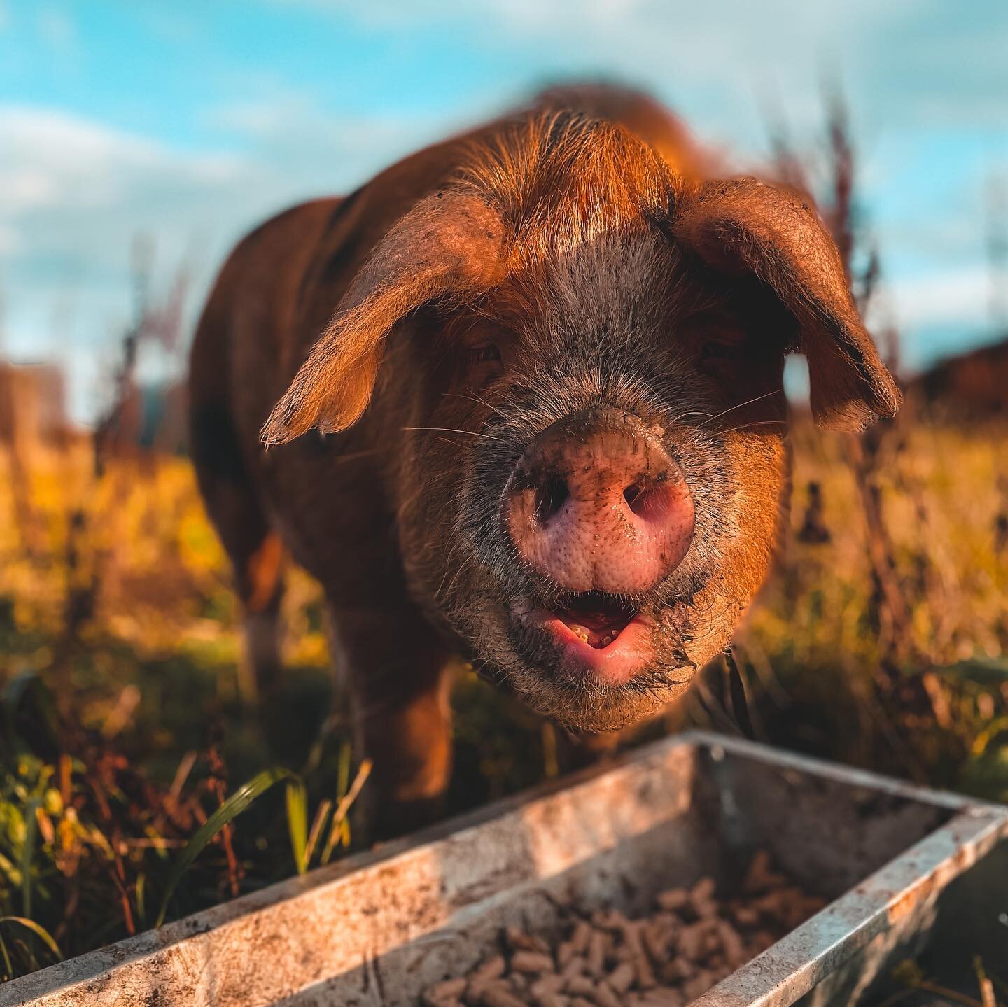 Newest recruit to the team of villains, our boy Drax 🐷

Breed: Oxford Sandy &amp; Black
Bloodline: Alistair
Good Lad: Yes

📍Head Porkers

He&rsquo;s a boar of rare blood so we are delighted to be involved with the @osbpiggroup and their efforts to 