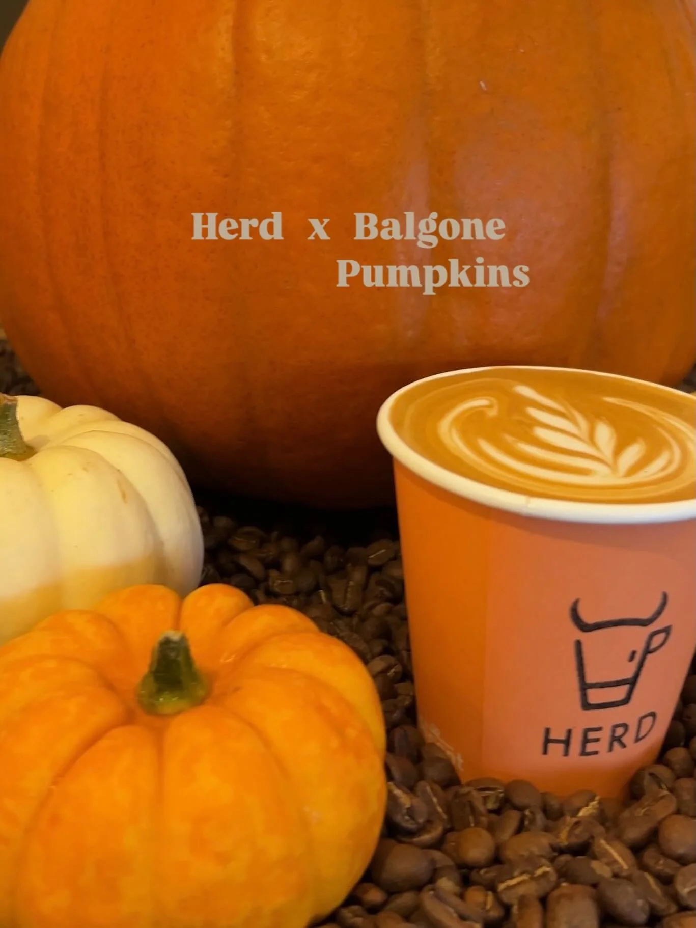 That time has come, the pumpkin mayhem begins. 

Herd will be closed until the 31st of October as we will be working within the @balgone_estate pumpkin patch. 

We will be open to those with a ticket for the duration of the event. We hope to see you 