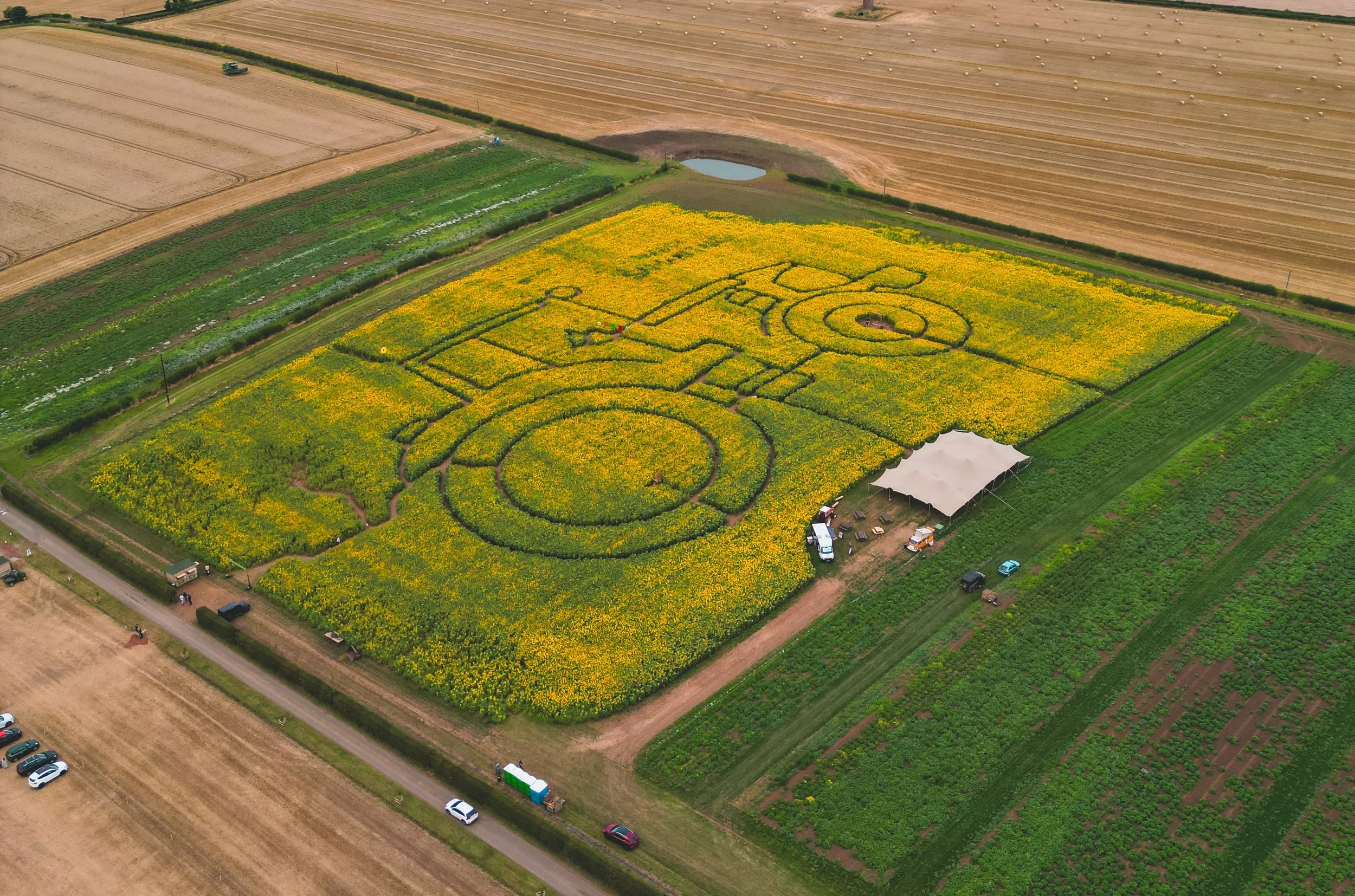 Sunflowers — Balgone Estate