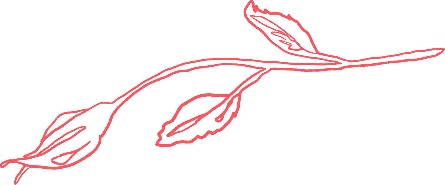 botanical illustration fine artist abby ecker.png