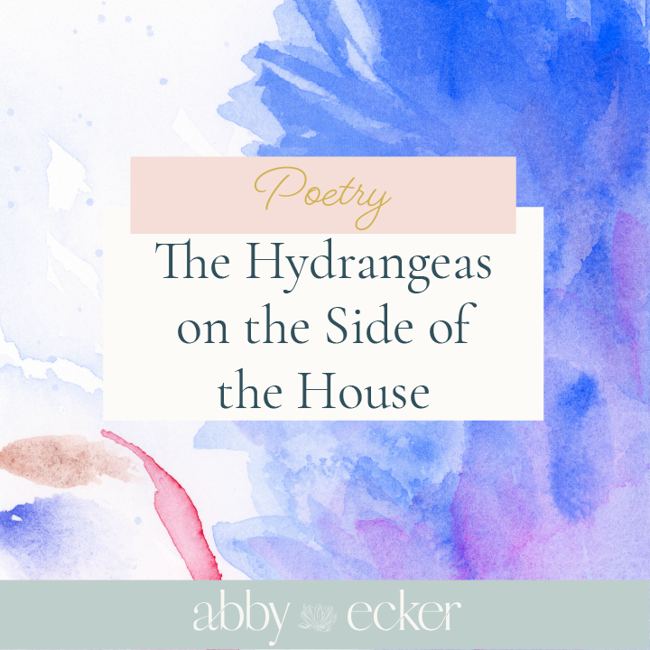The Hydrangeas on the Side of the House