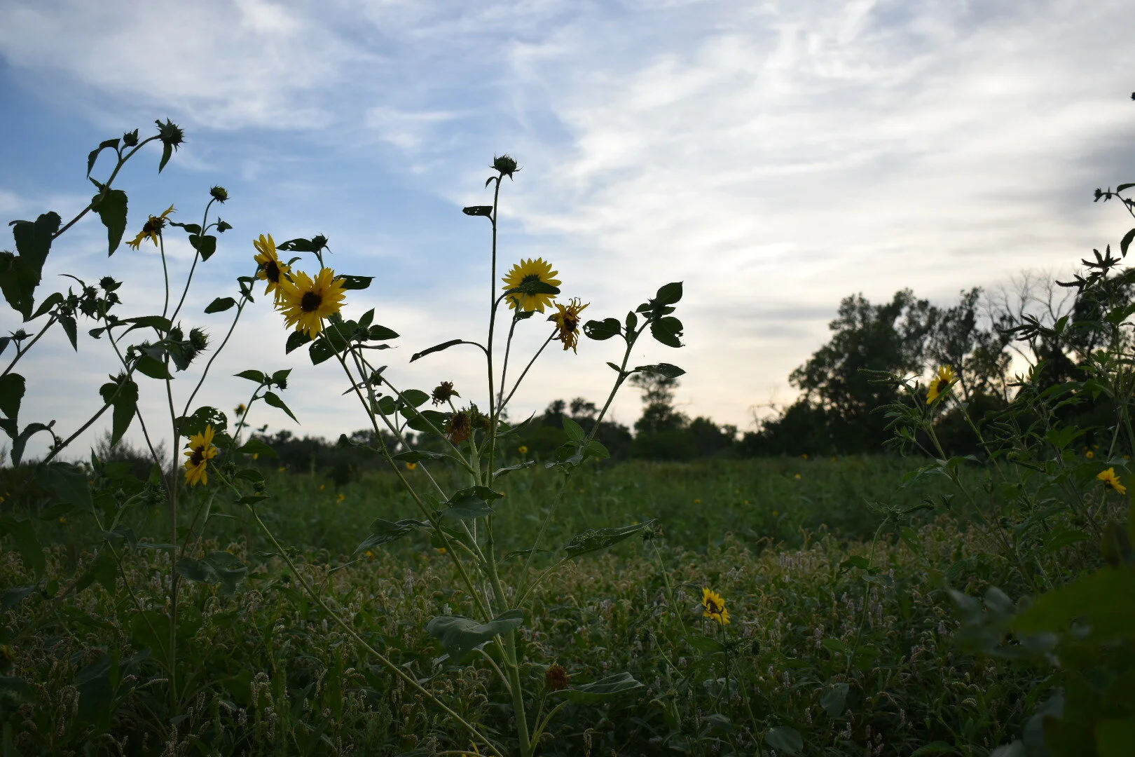 DSC_0285_1.jpg