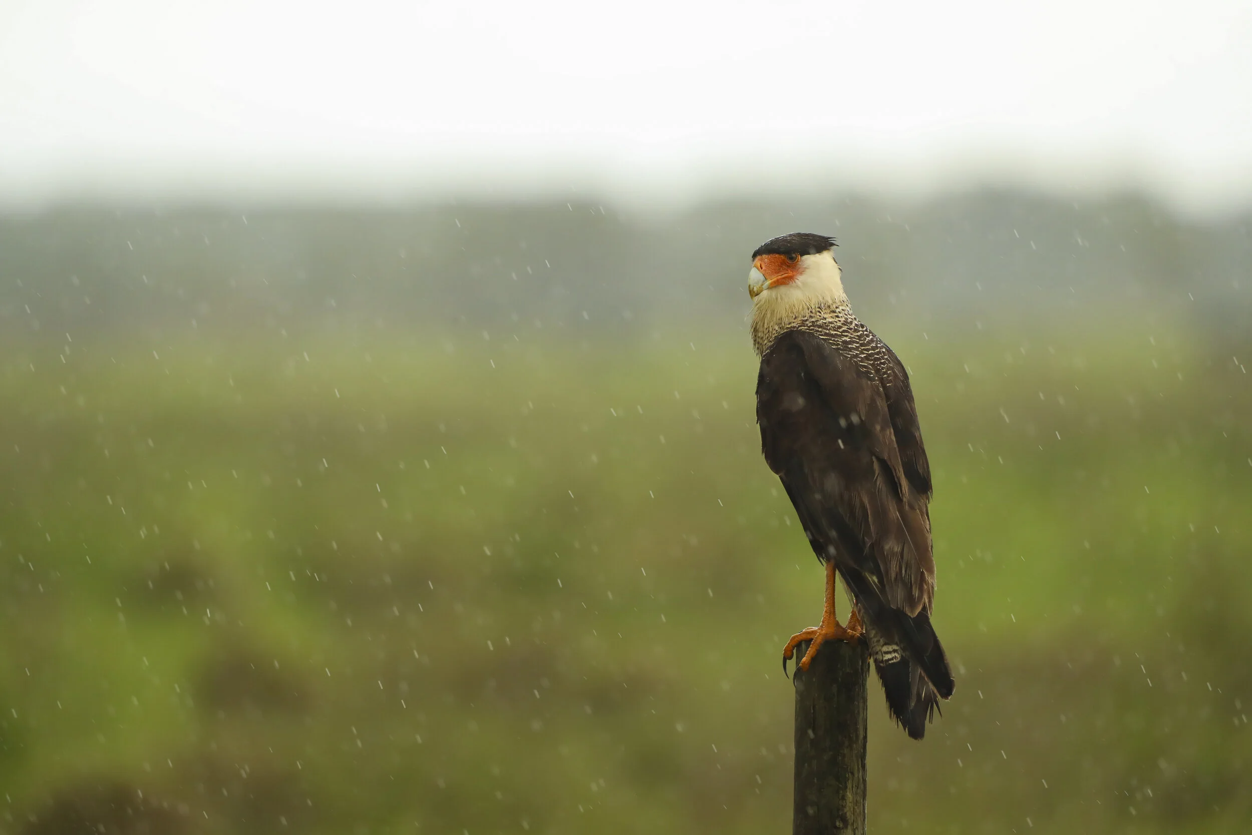 Raining Caracara