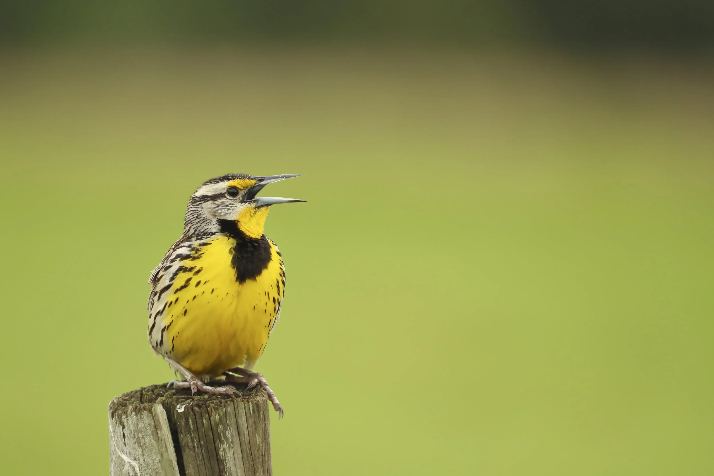 Eastern Meadowlark Calling