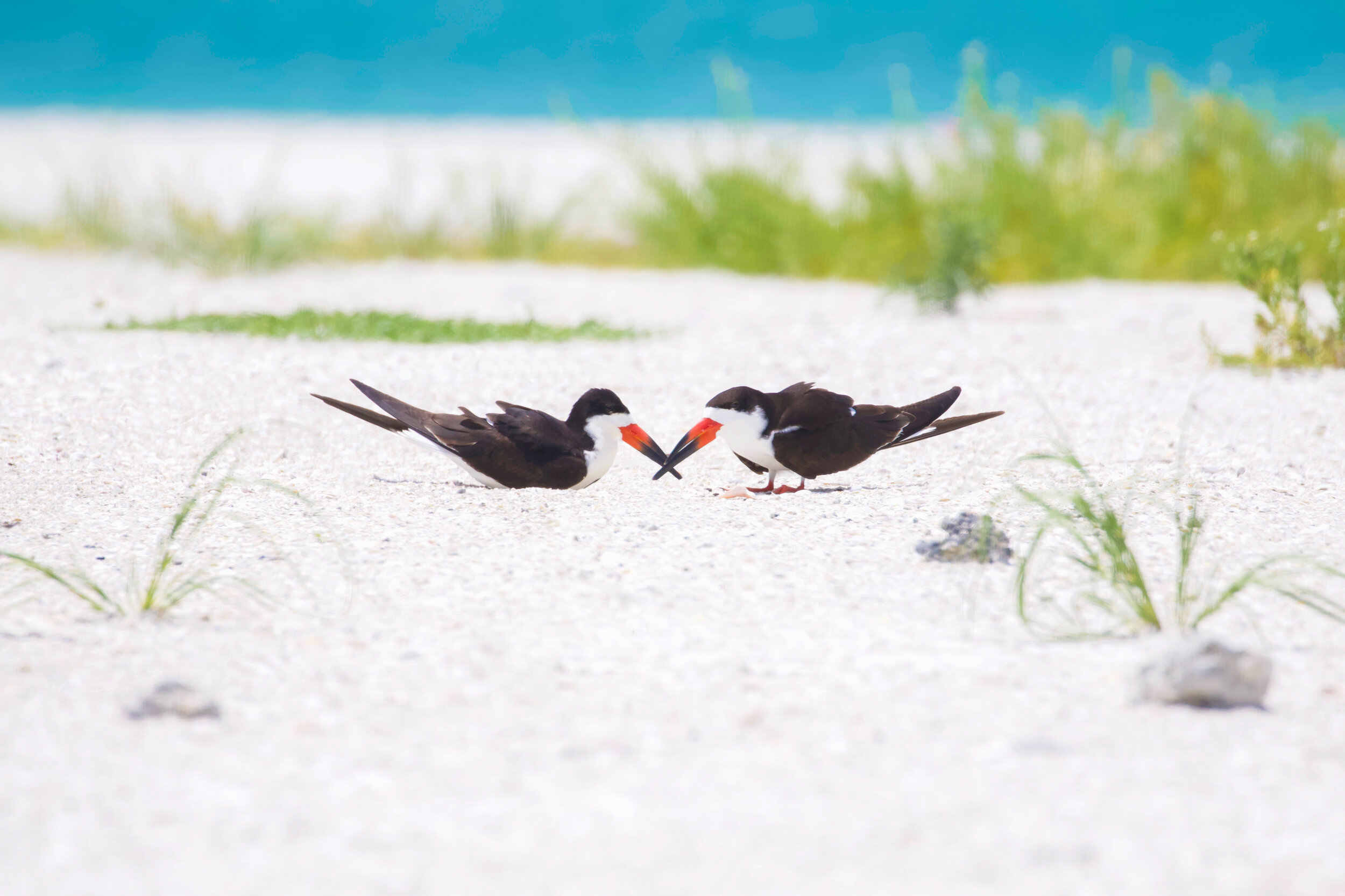 Nesting Black Skimmers
