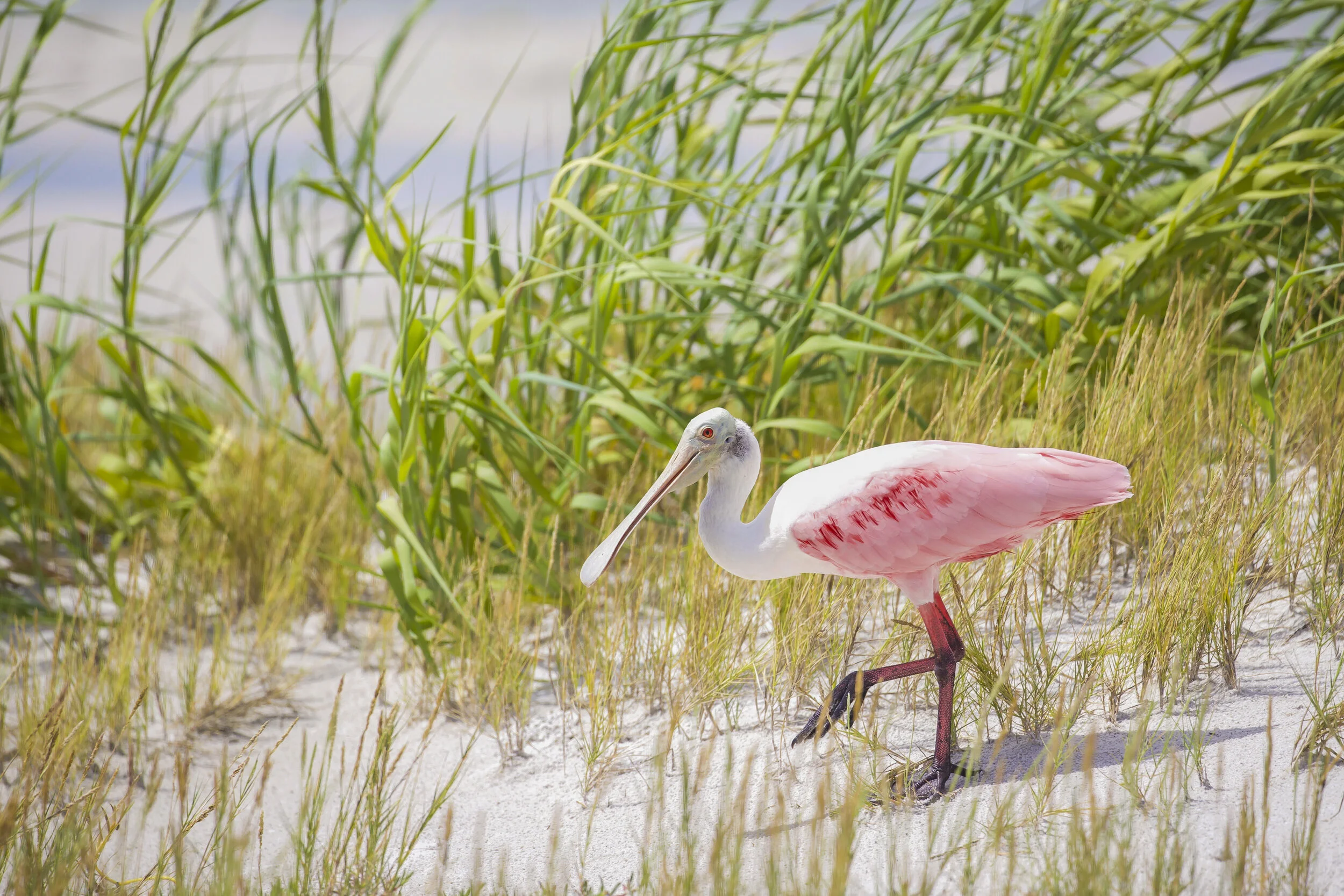 Spoonbill at the Ocean