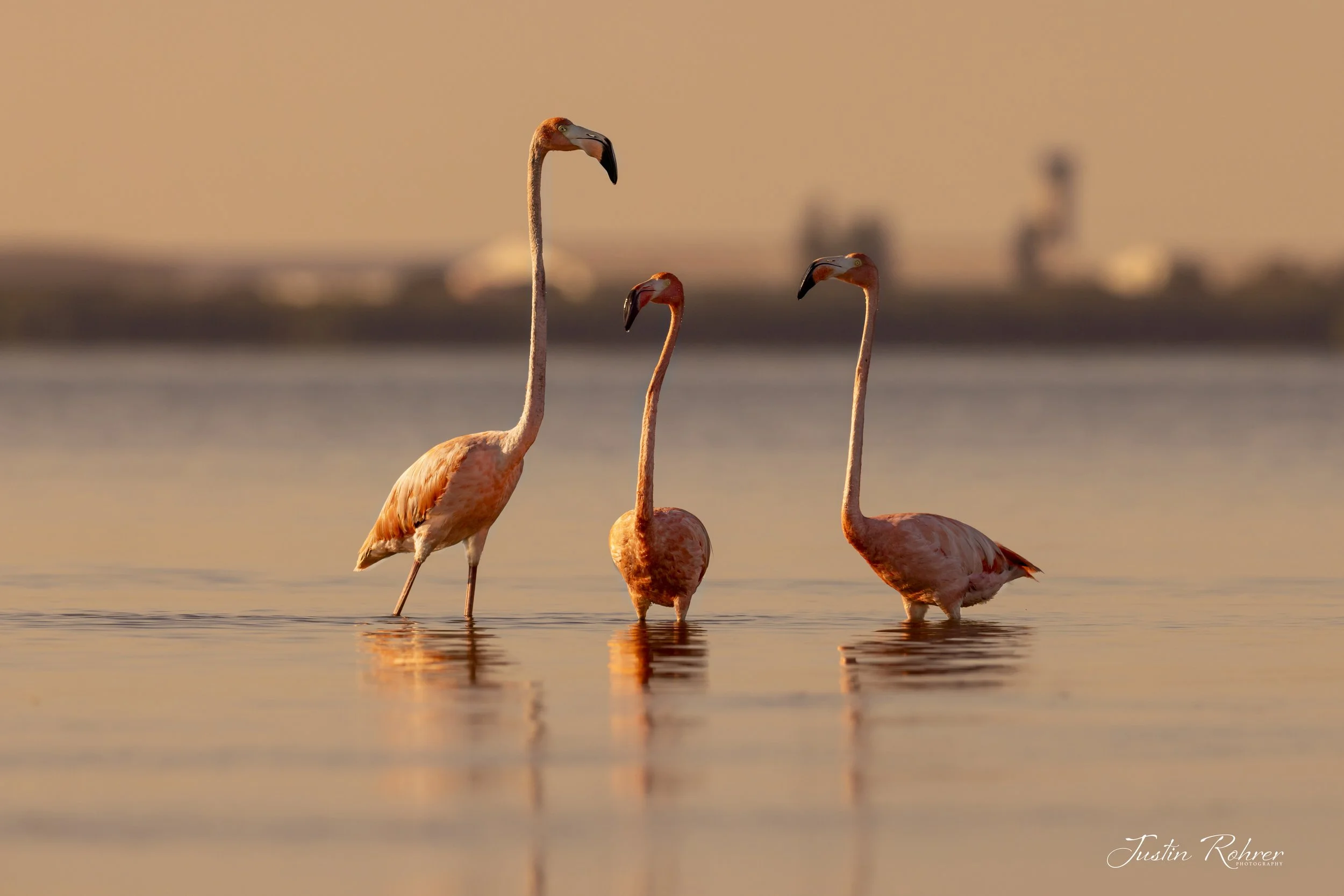 Three Tampa Bay Amigos