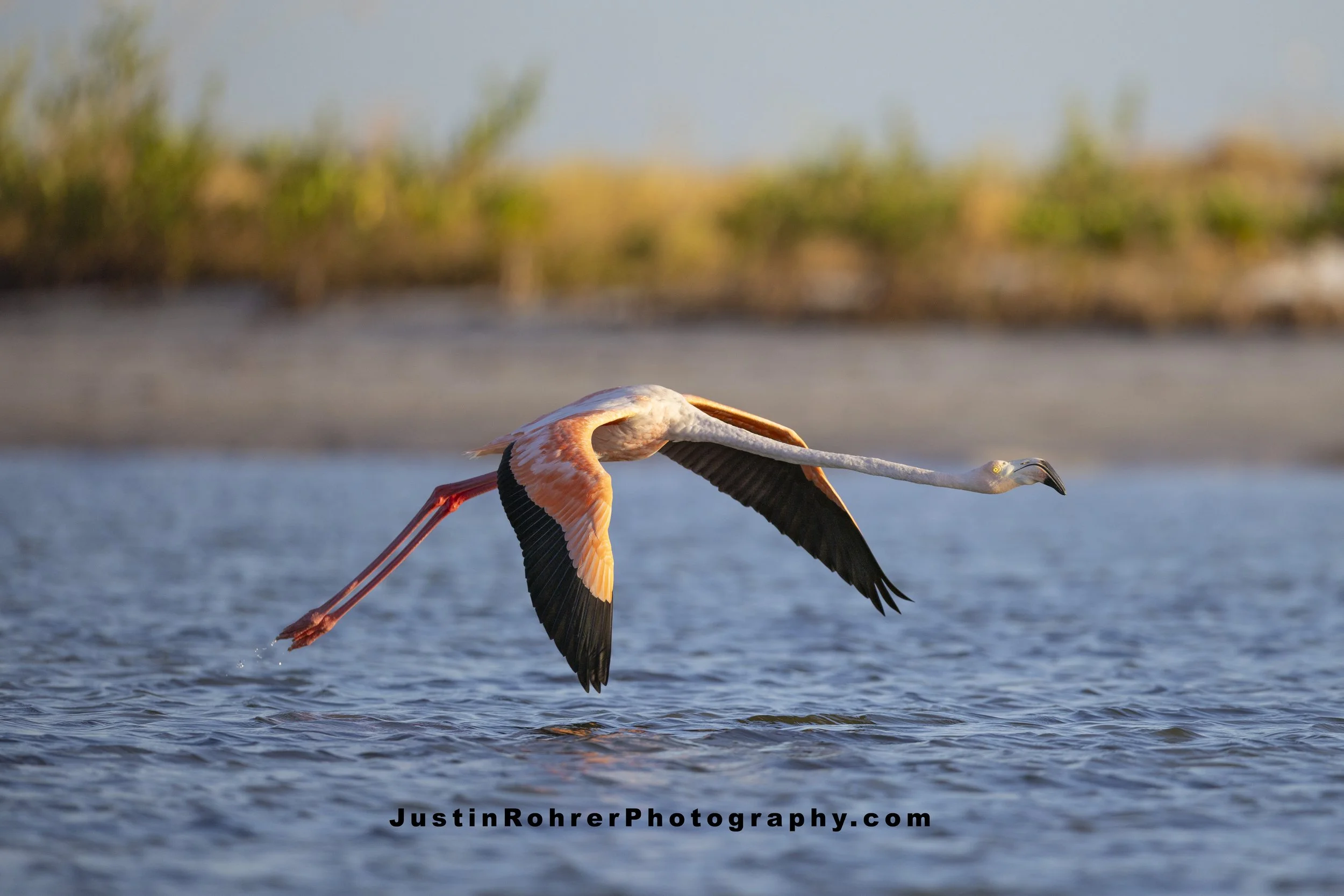 Fort De Soto Flamingo