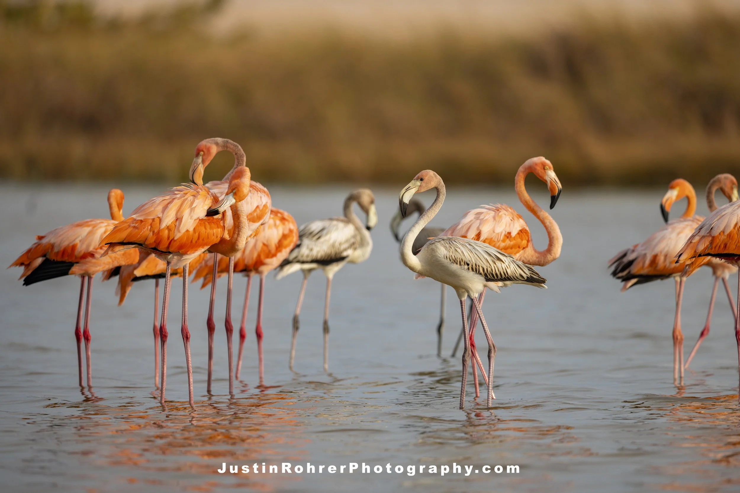 Warm Flamingo Flamboyance