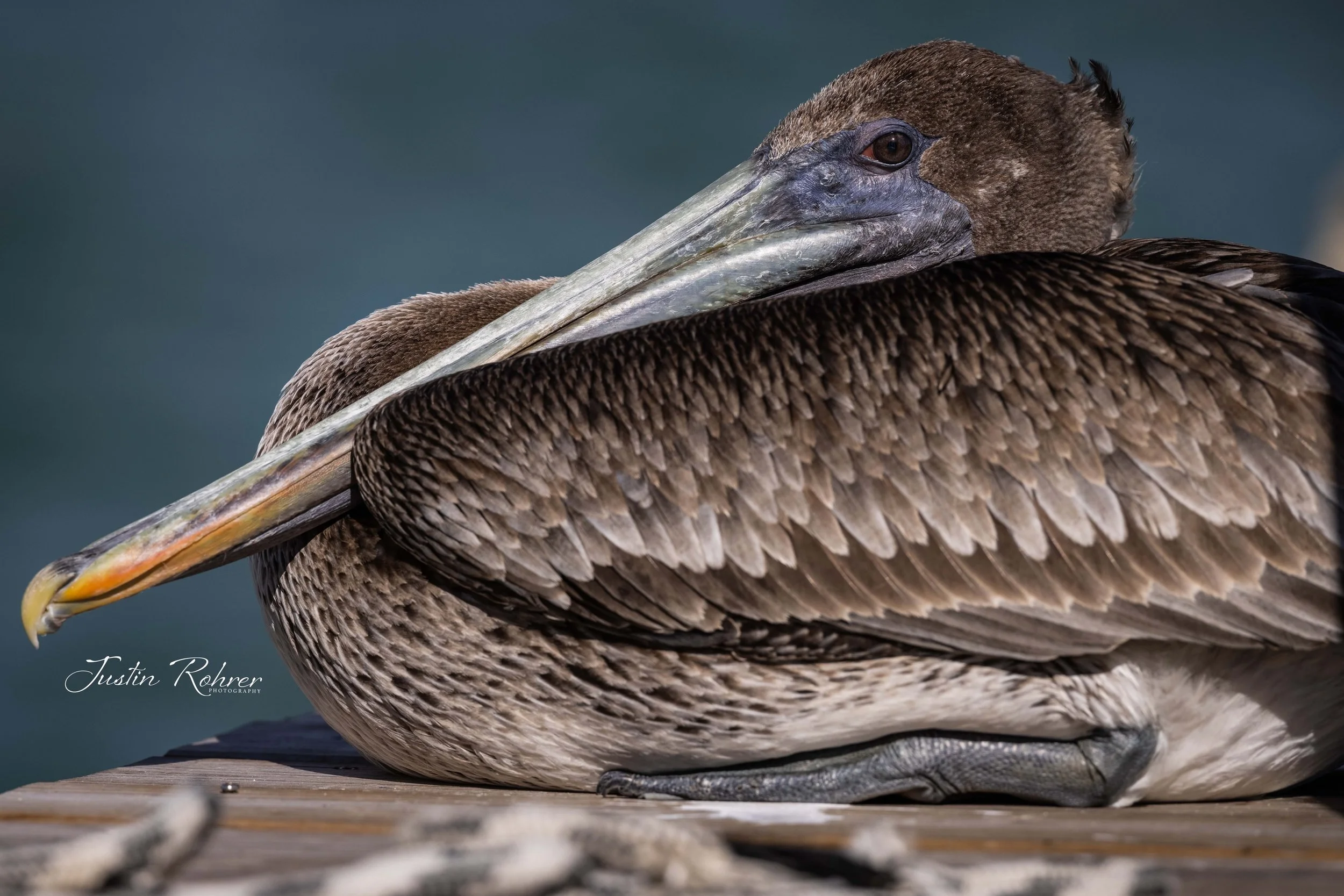 Peaceful Pelican