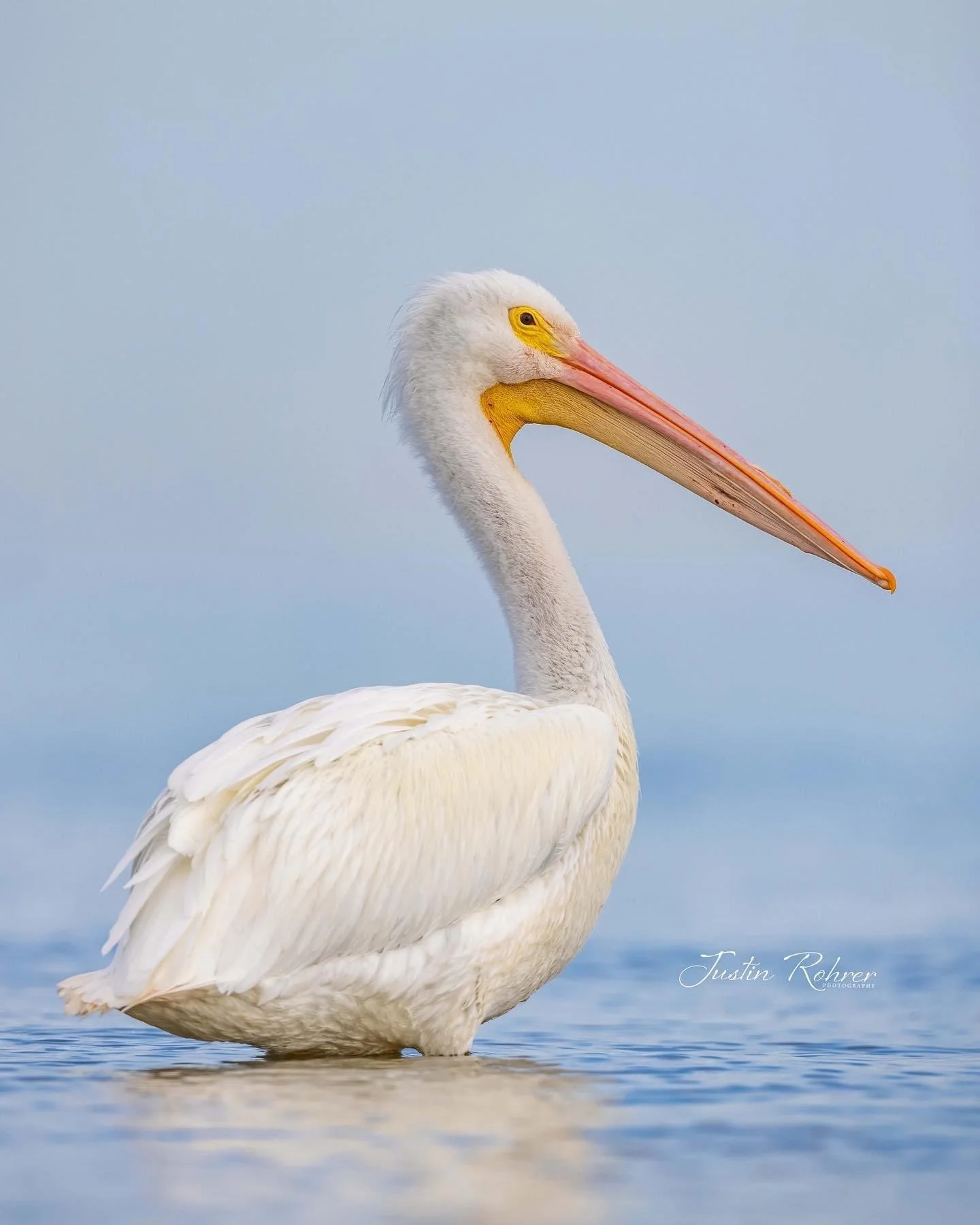 White Pelican Portrait 