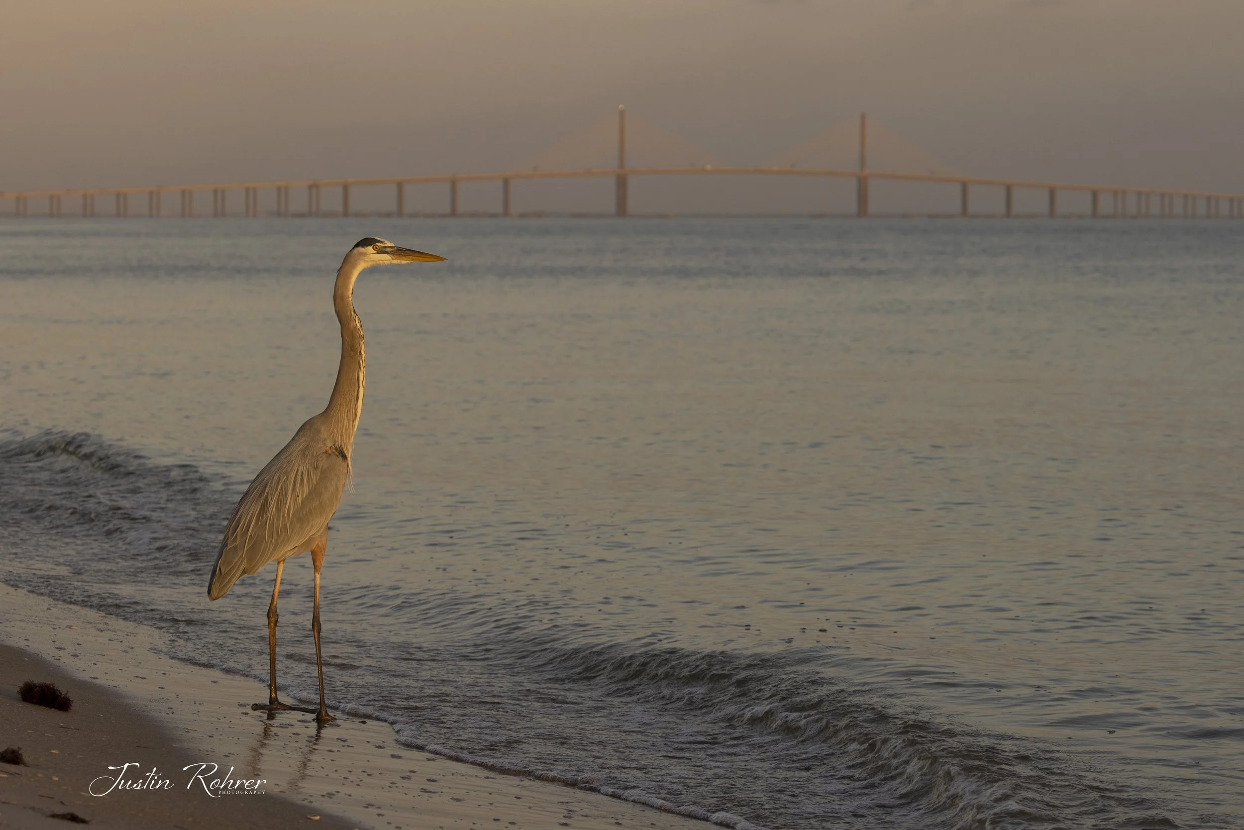 Blue Heron Skyway
