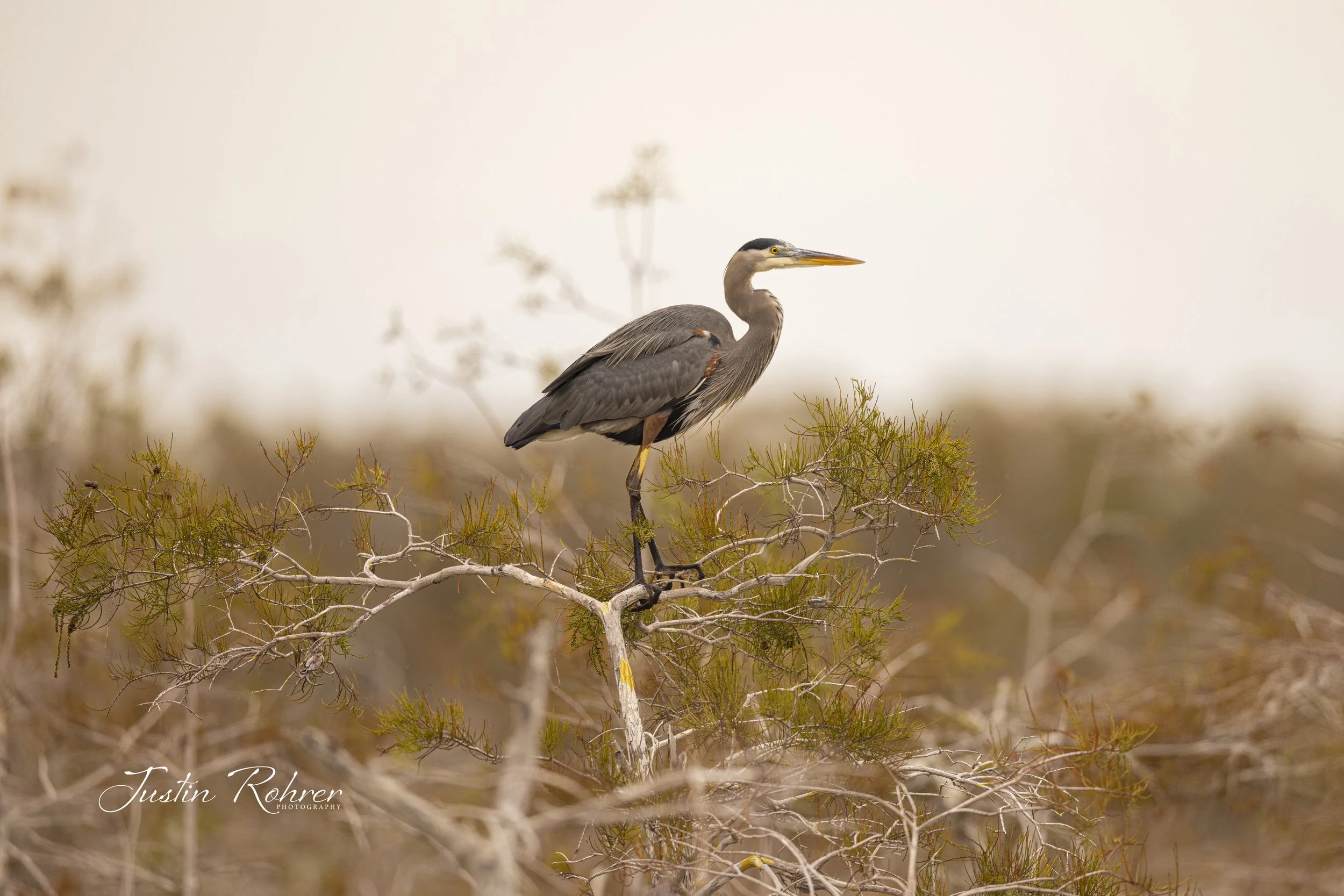 Warm Great Blue Heron