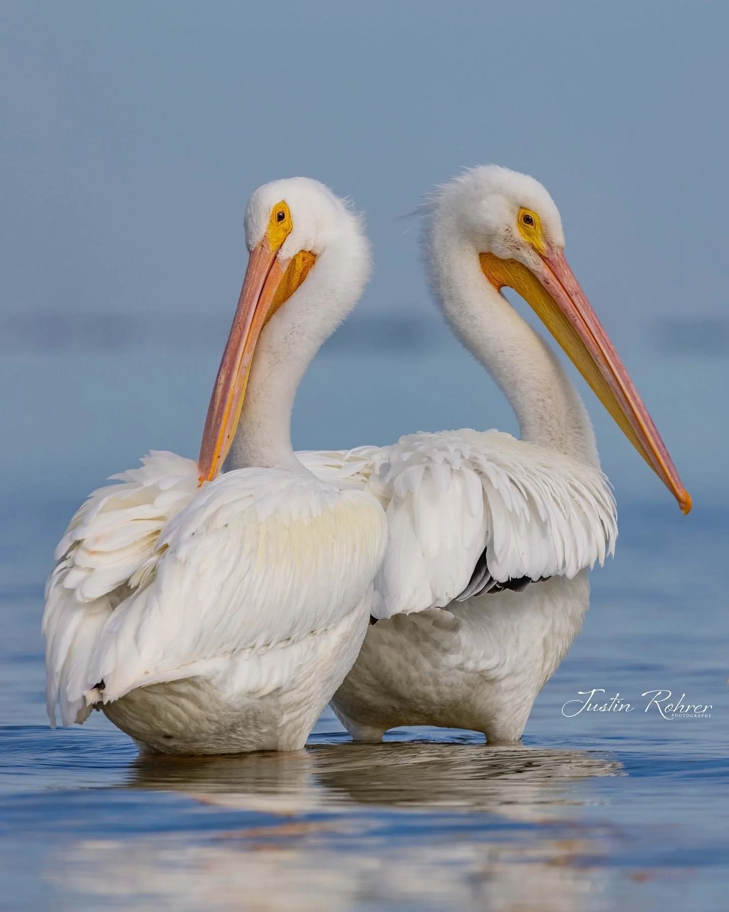 White Pelicans at Vinoy