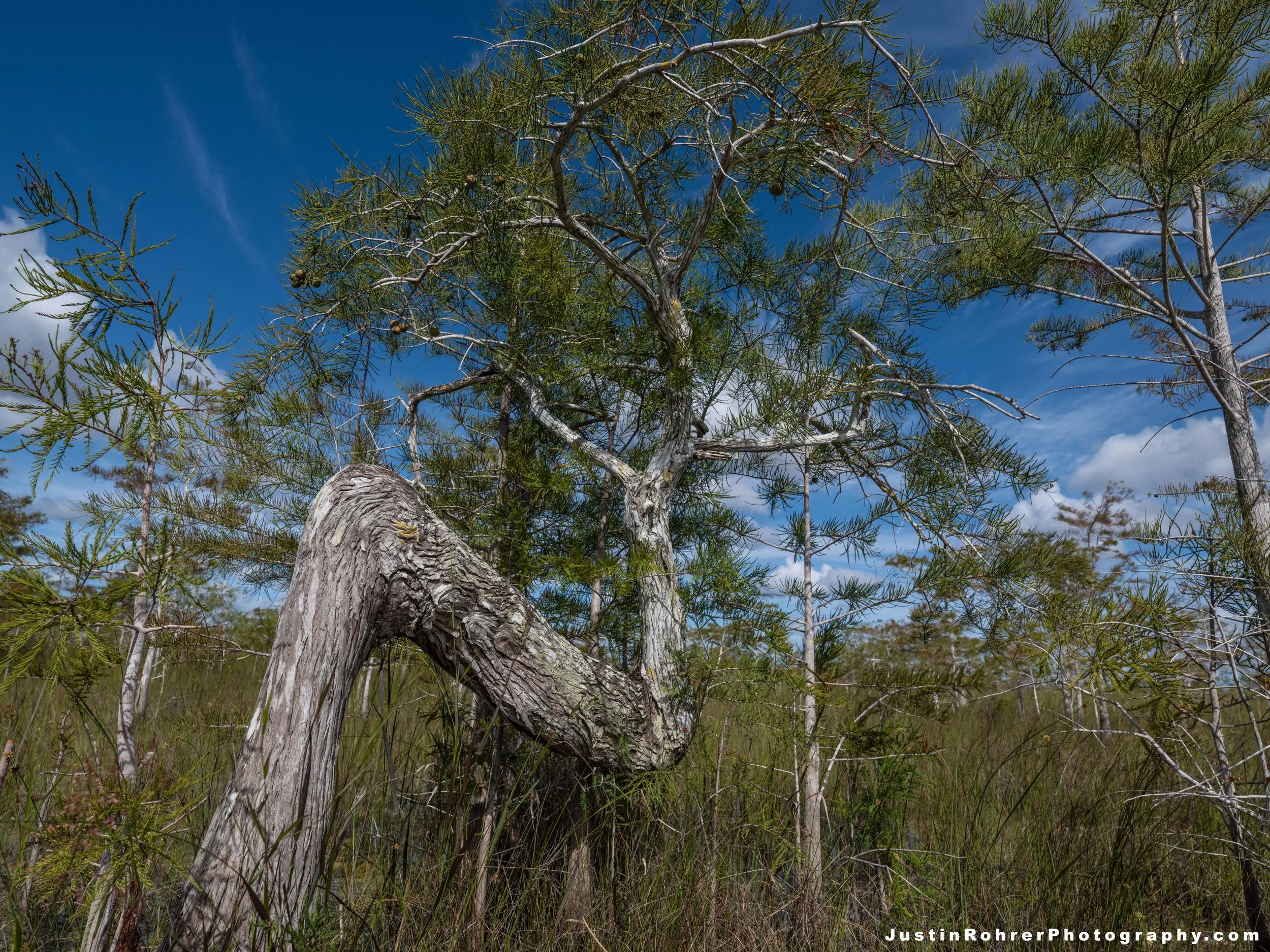 Everglades Z Tree