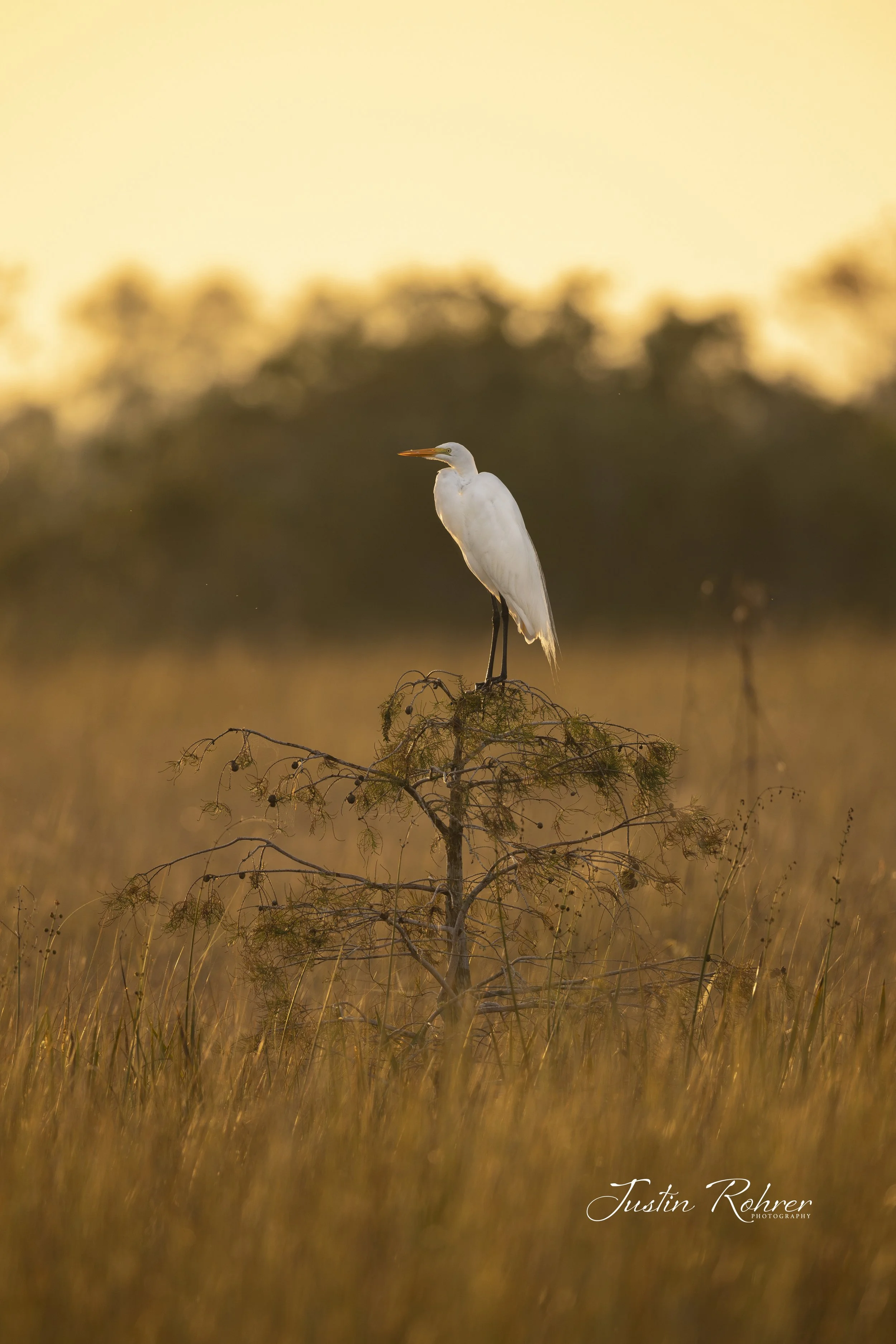Great Egret During Sunrise