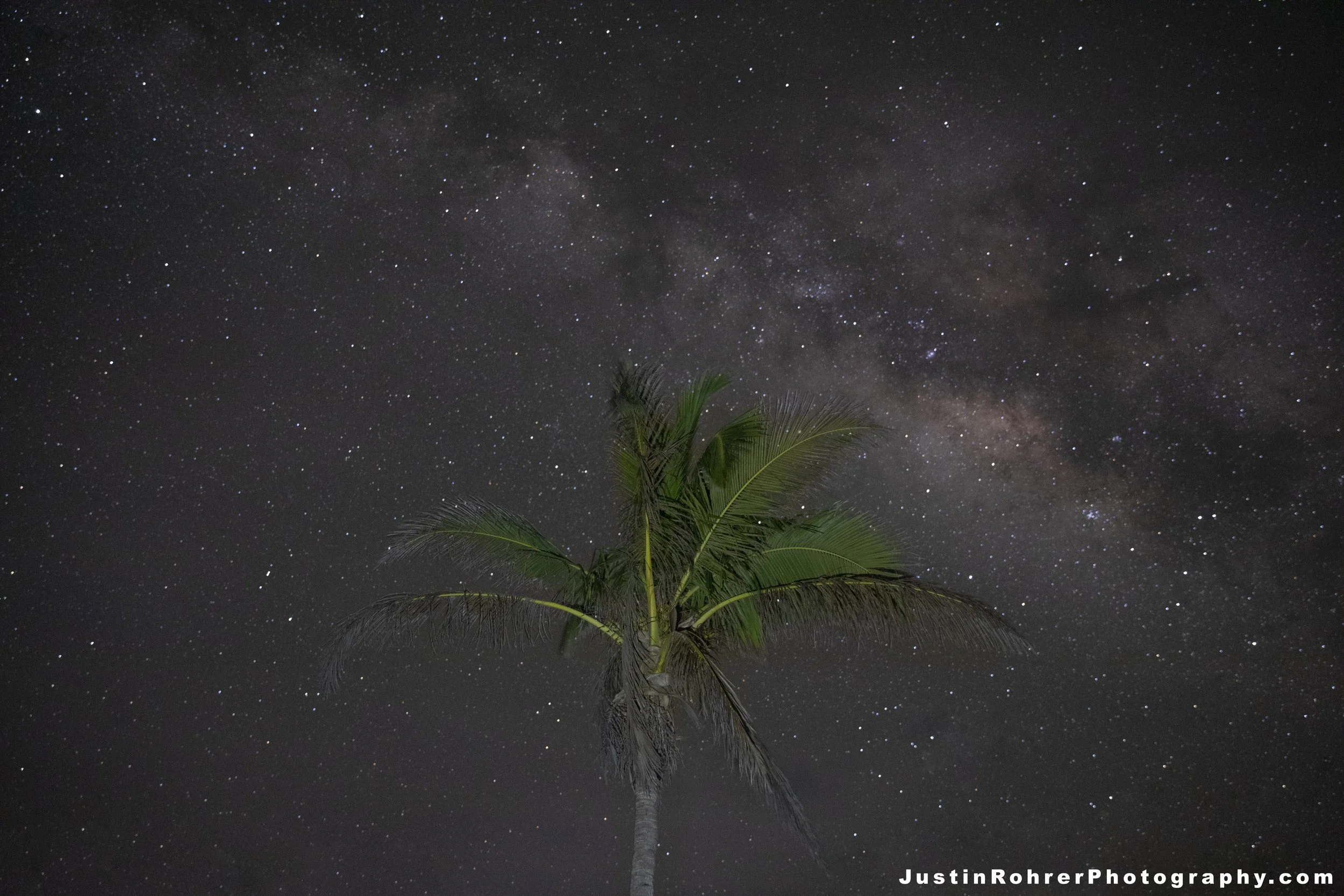 Palm Tree Way