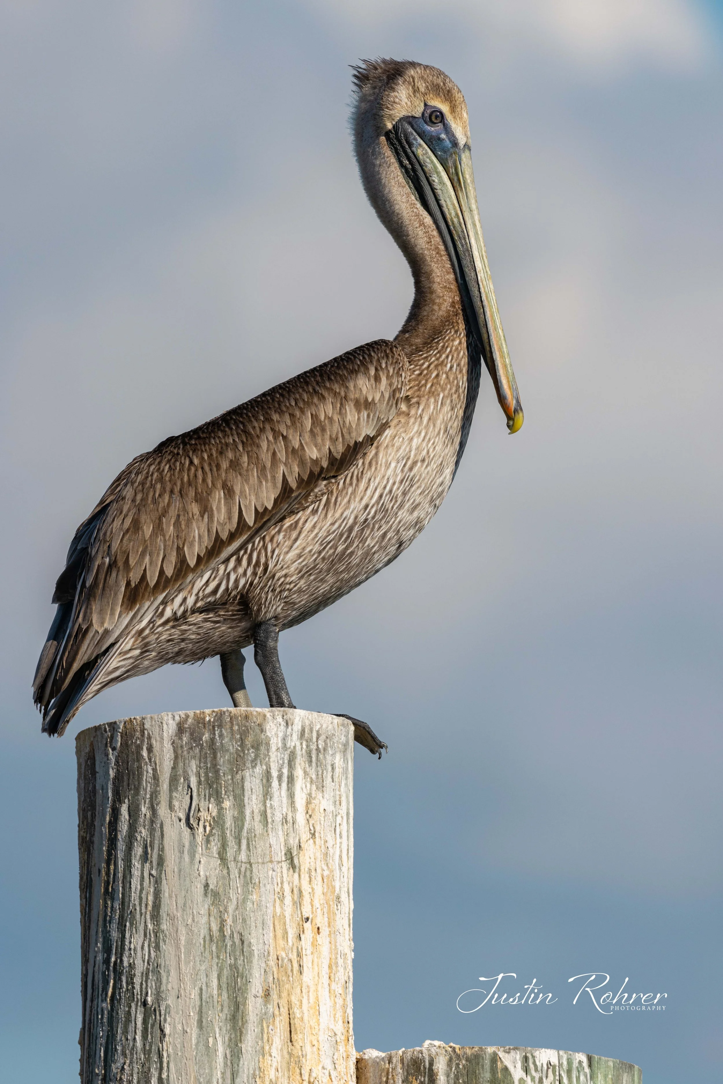Focused Pelican 