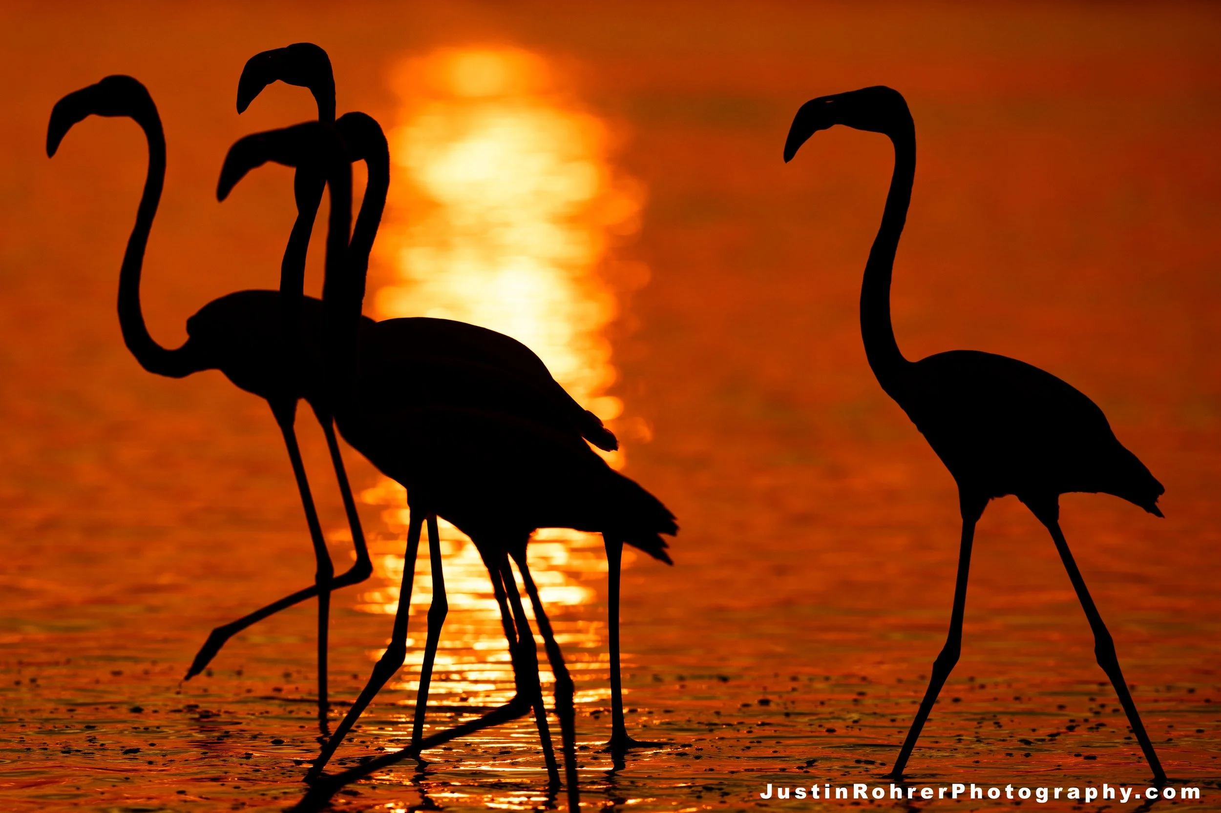 Flamboyance Silhouette