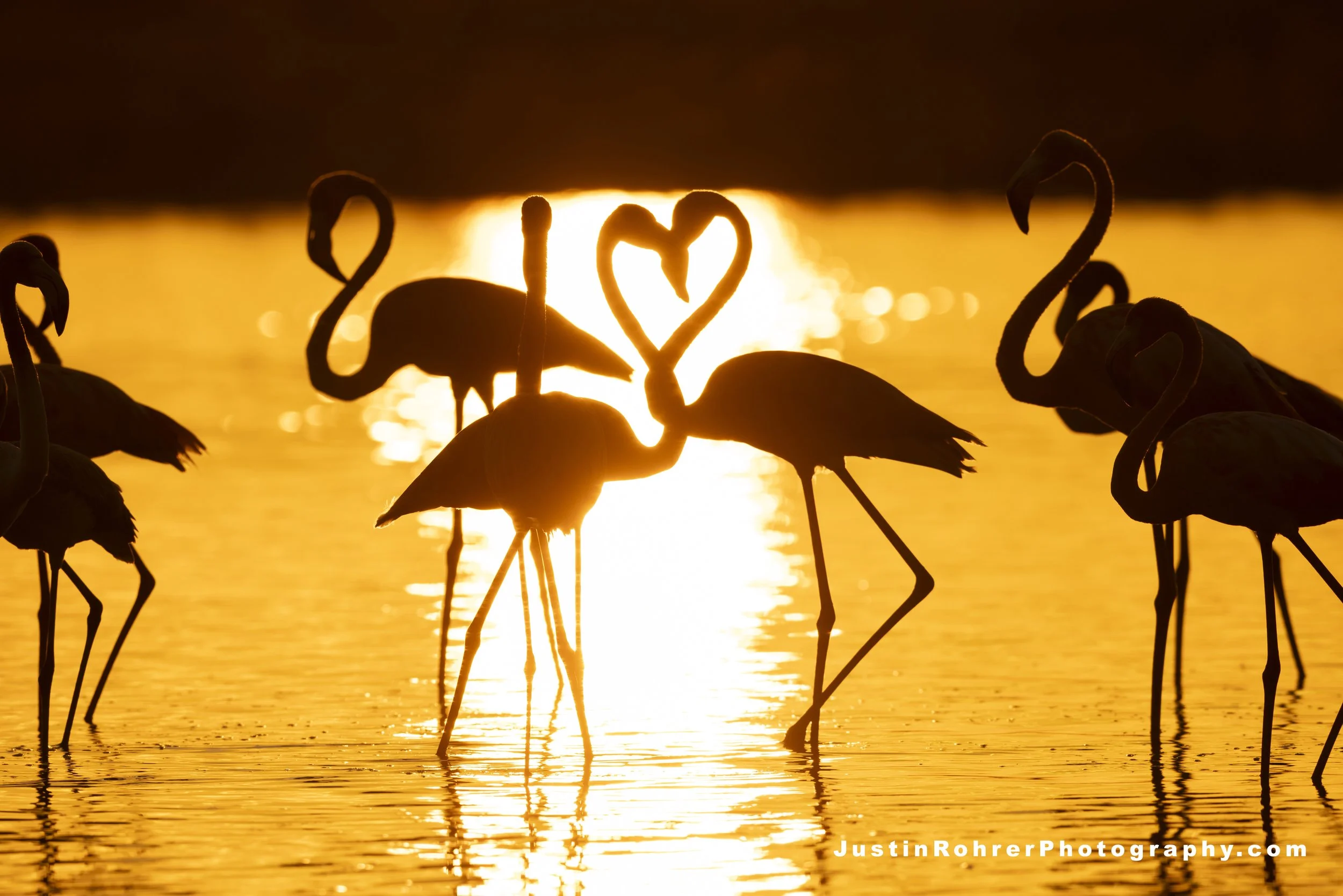 Flamingo Love
