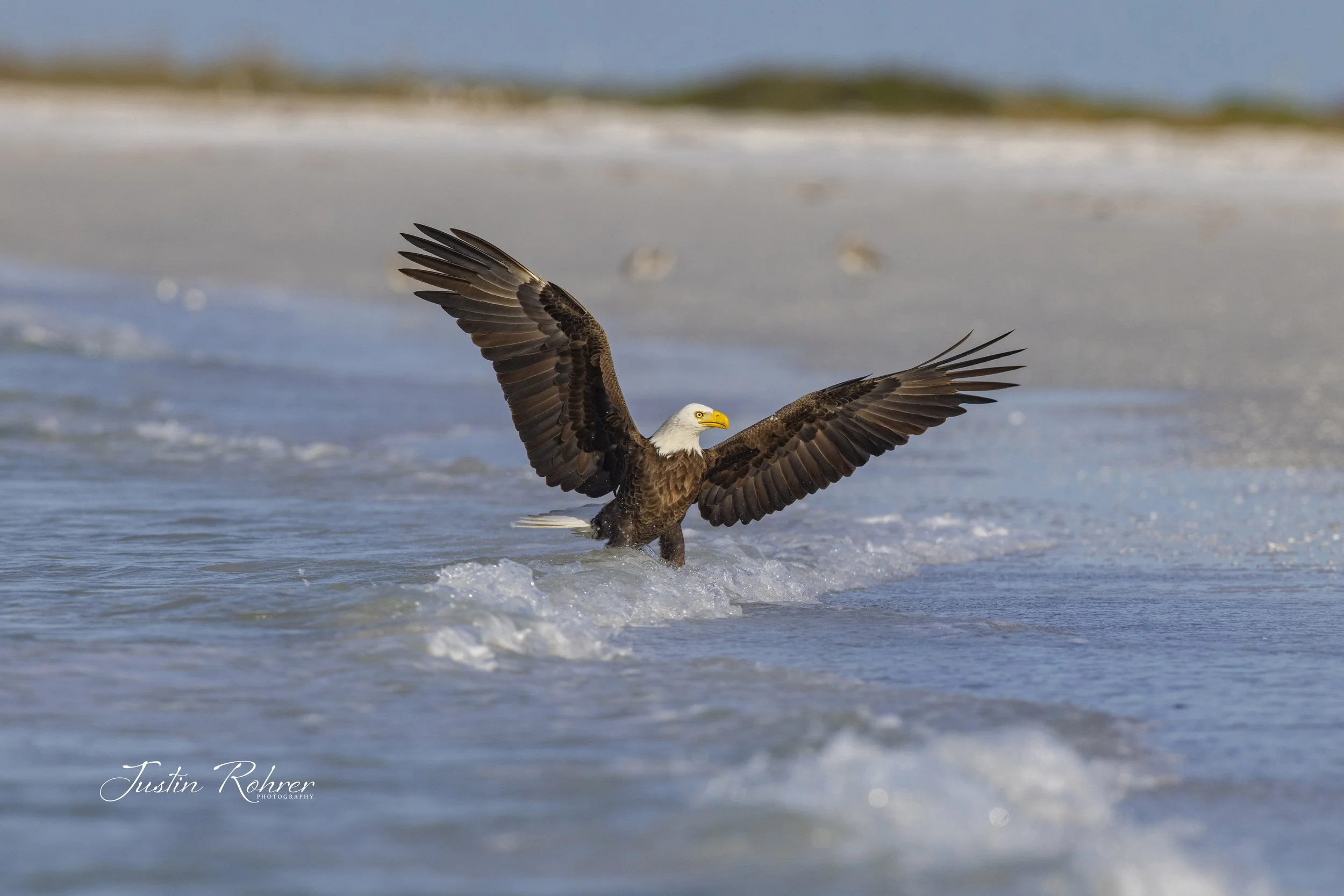 Bald Eagle in the Gulf
