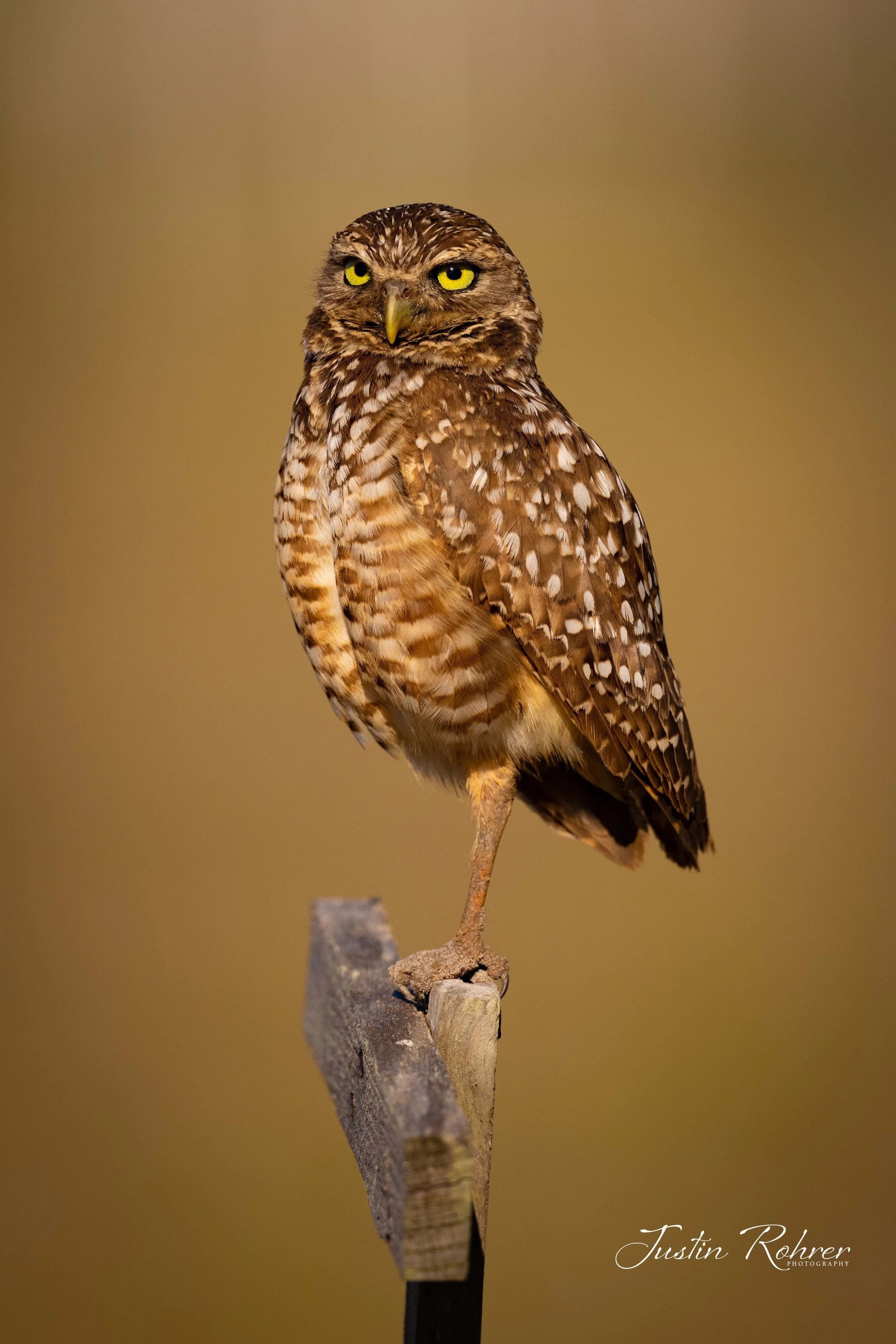  Burrowing Owl Portrait